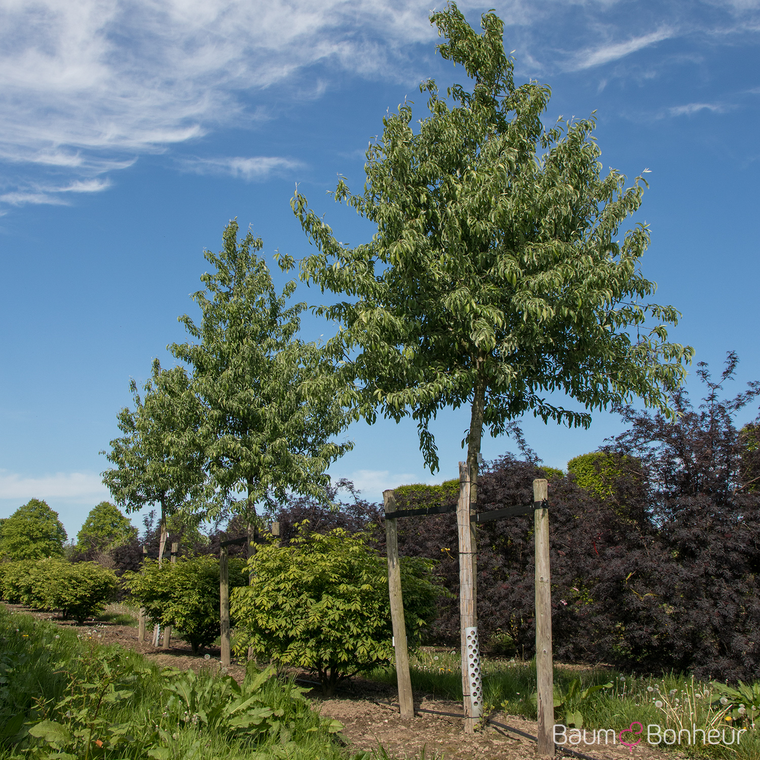 Pyrus salicifolia