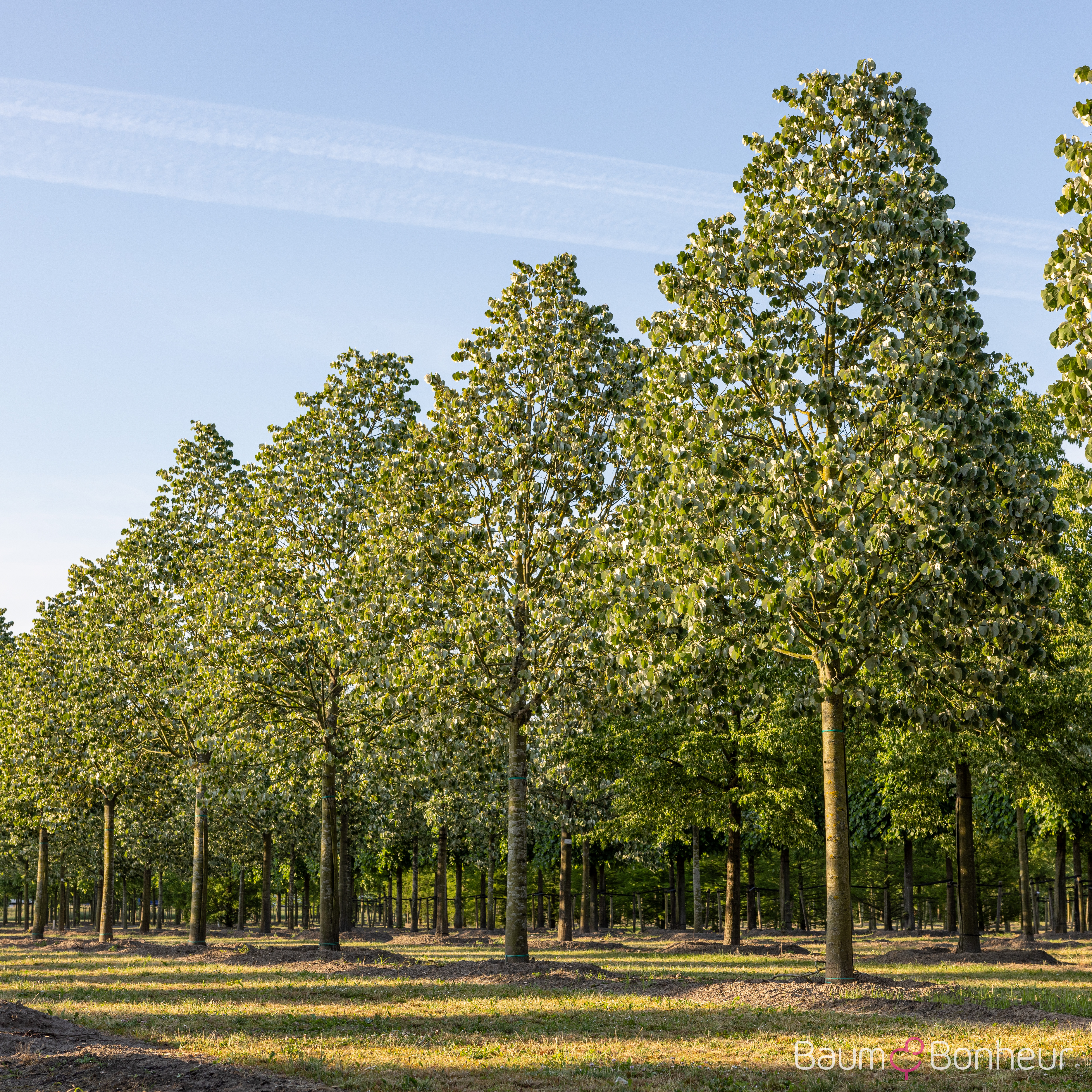 Tilia tomentosa 'Brabant'