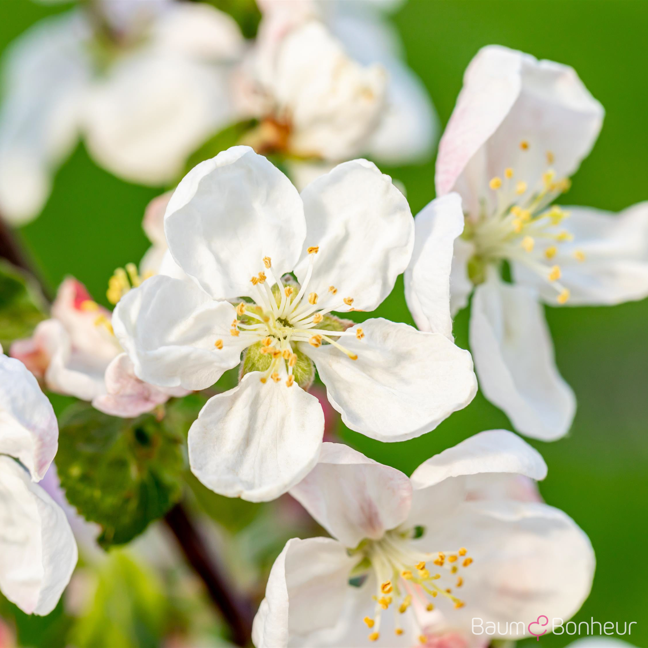 Malus 'Golden Hornet'