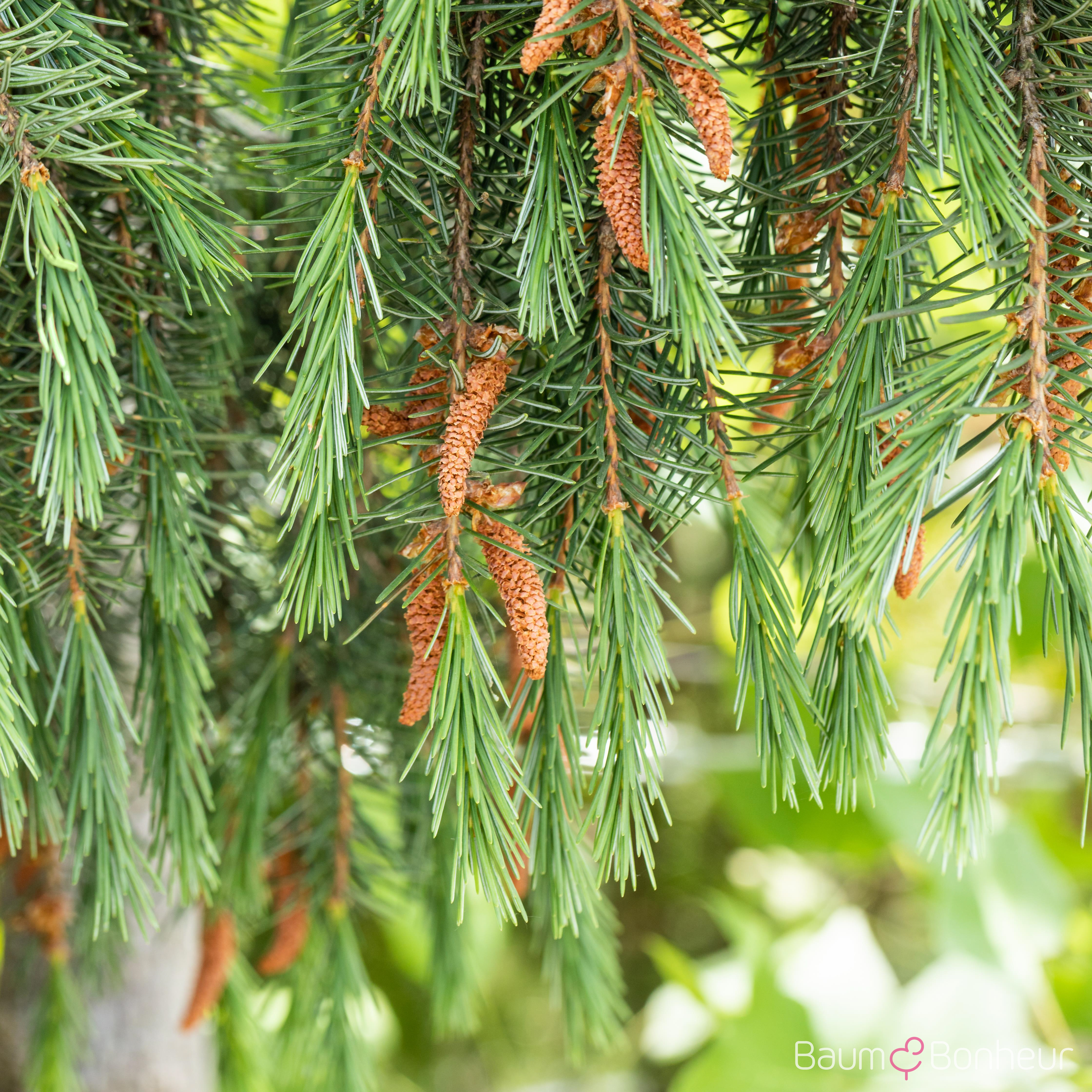 Picea breweriana