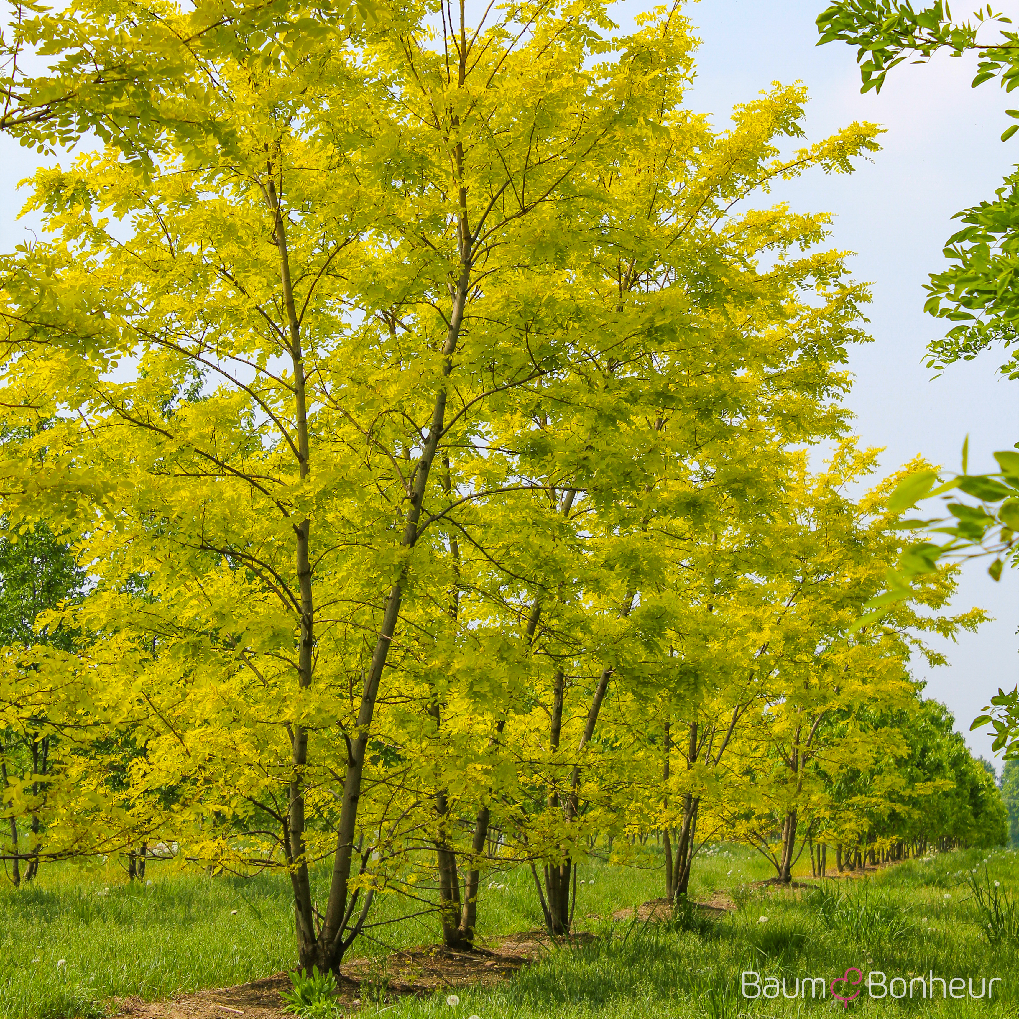 Robinia pseudoacacia 'Frisia'