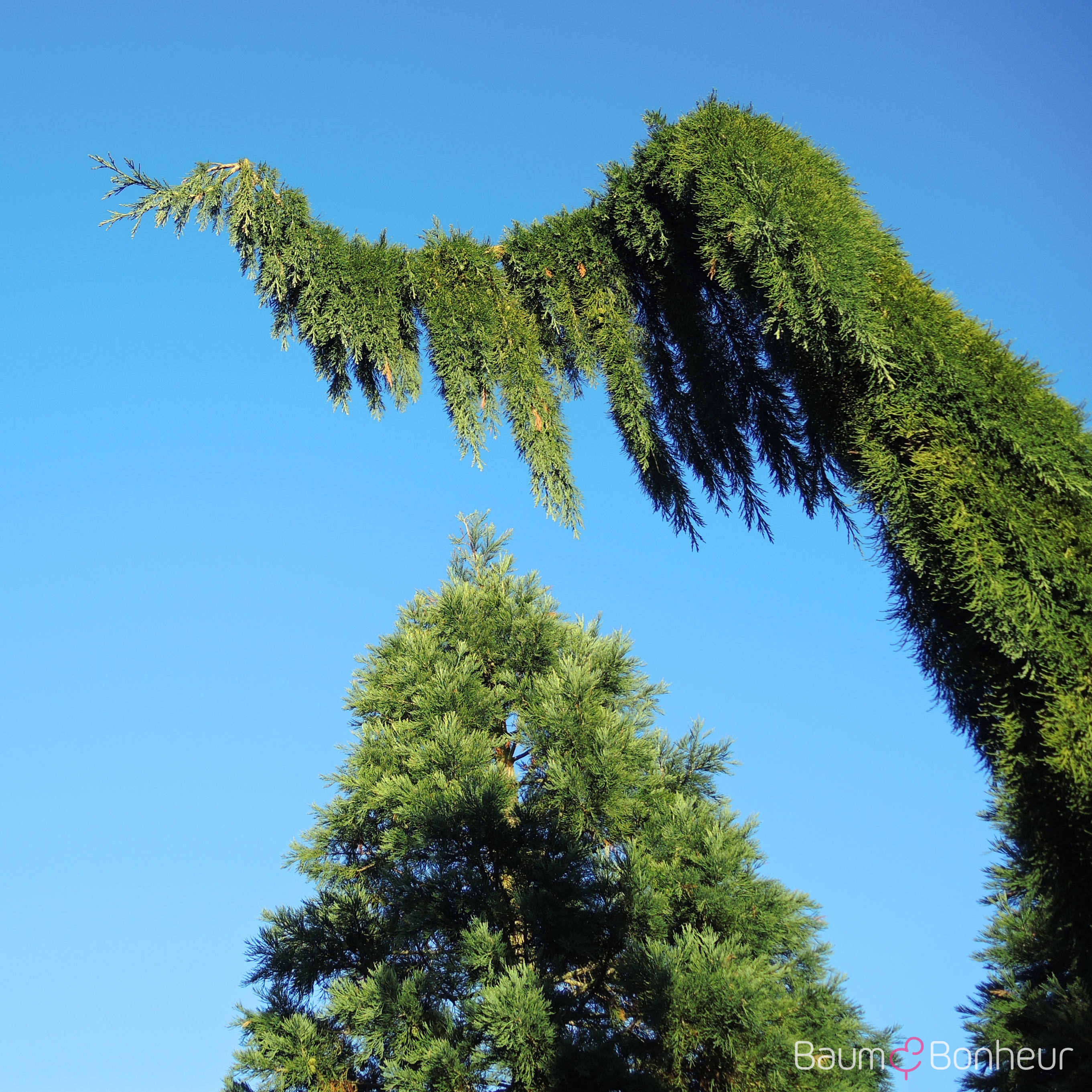 Sequoiadendron giganteum 'Pendulum'