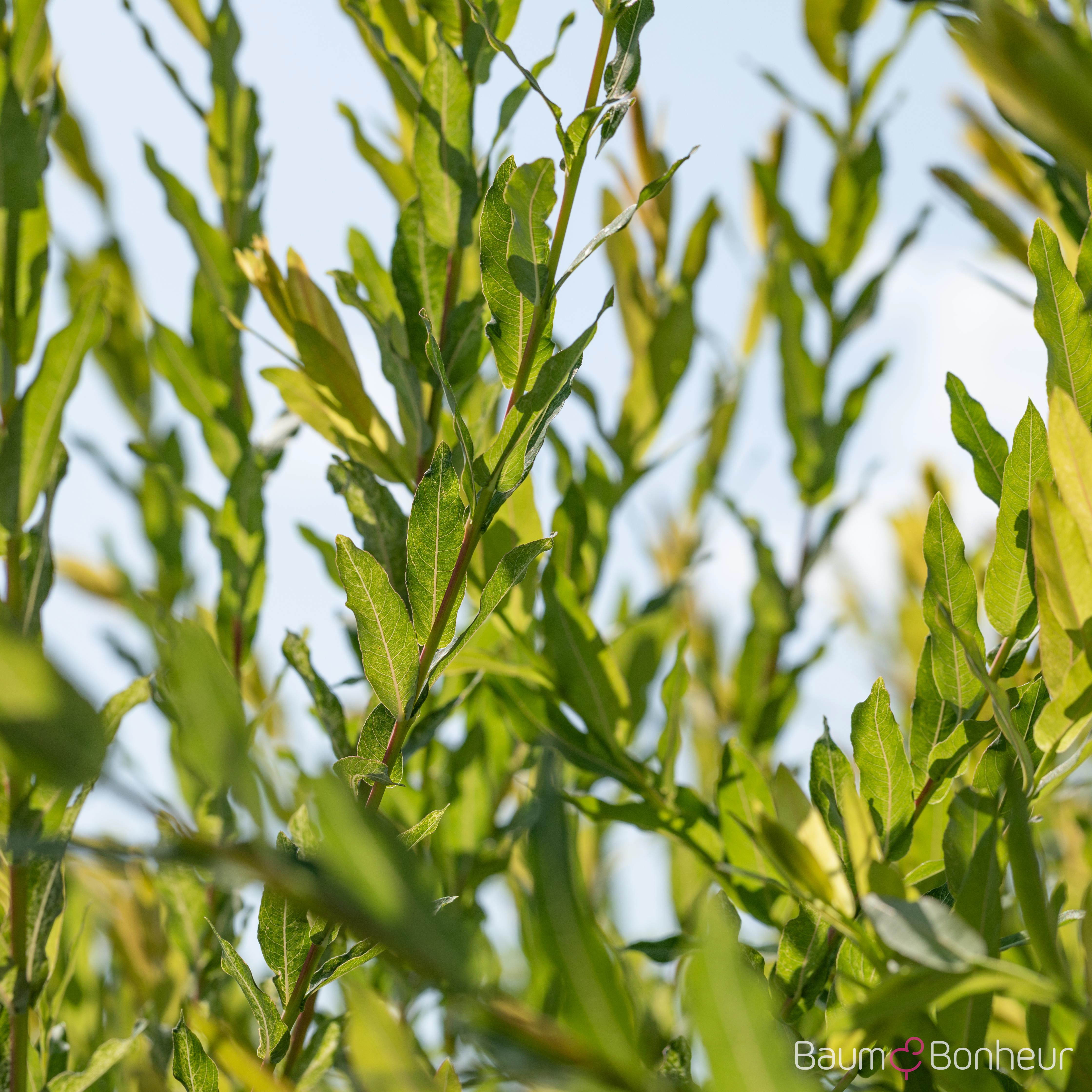 Salix purpurea
