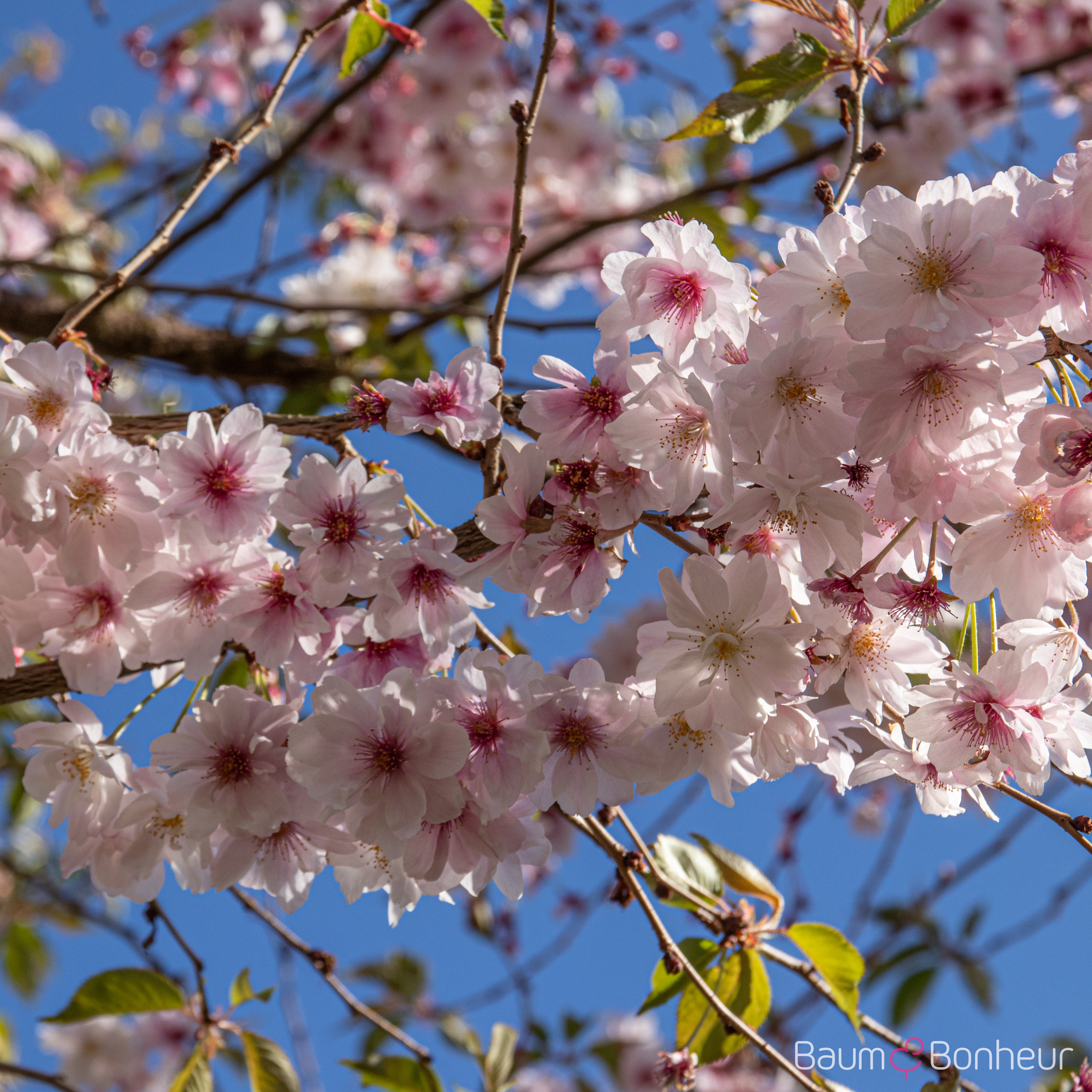 Prunus subhirtella 'Autumnalis'