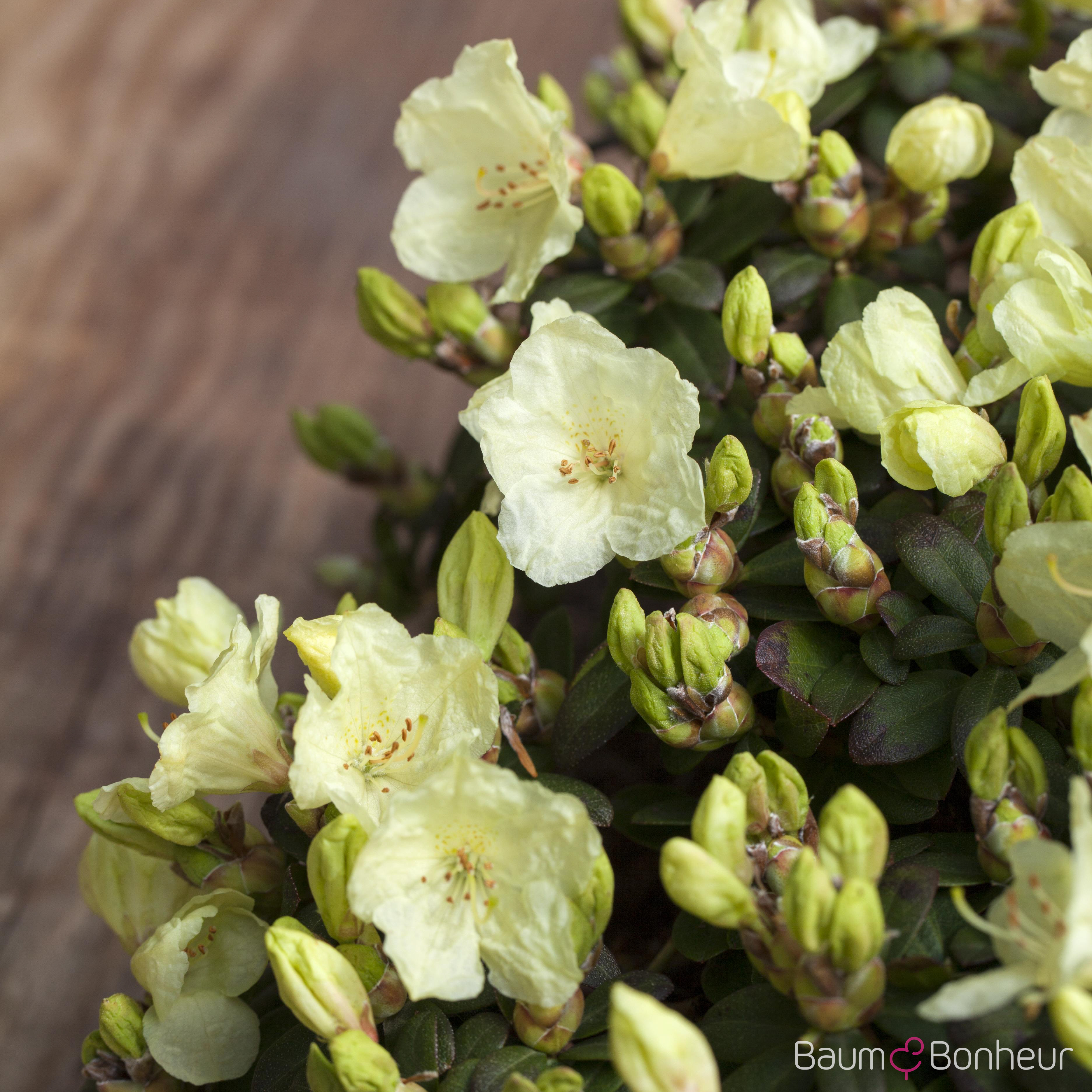Rhododendron 'Wren'