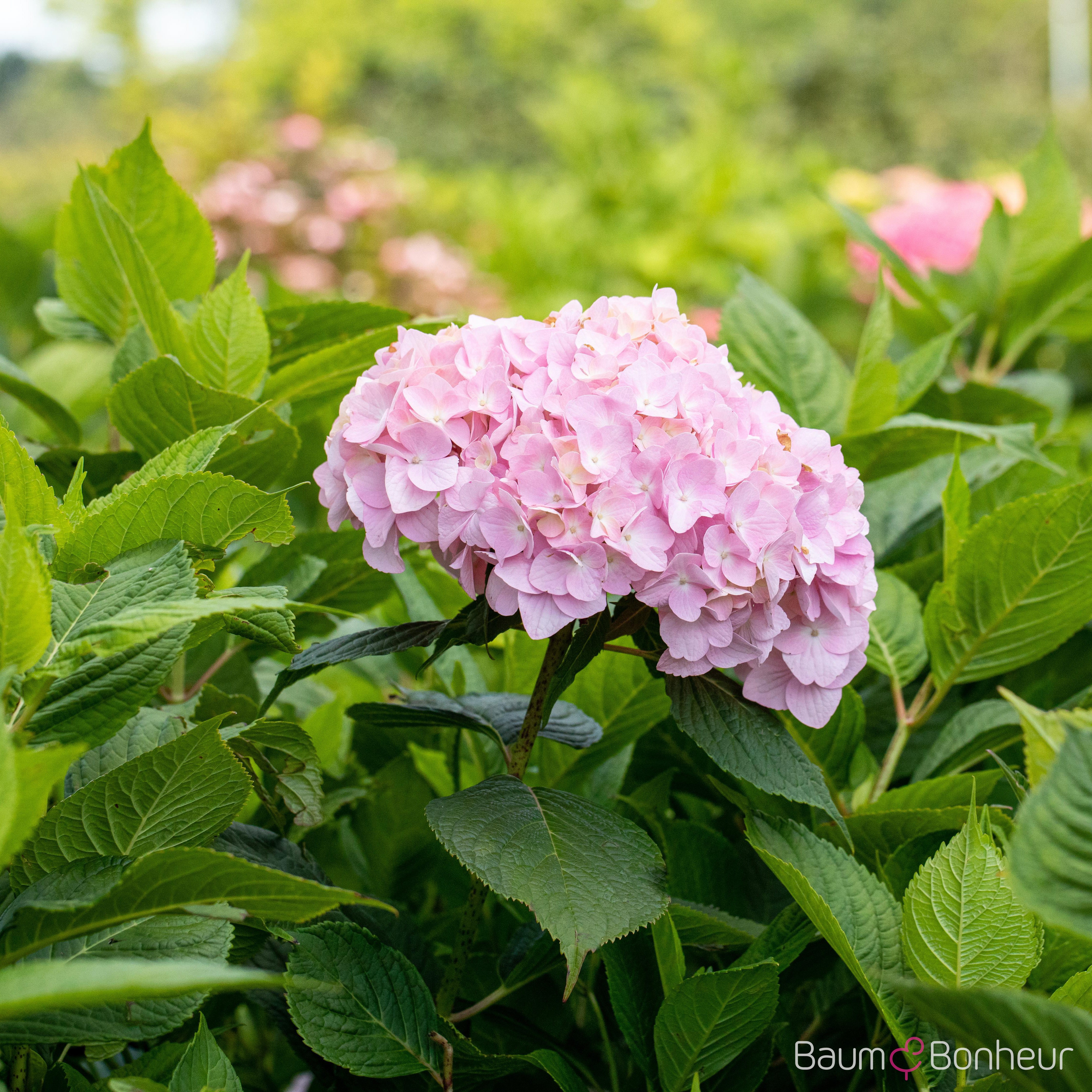 Hydrangea macrophylla 'Bouquet Rose'