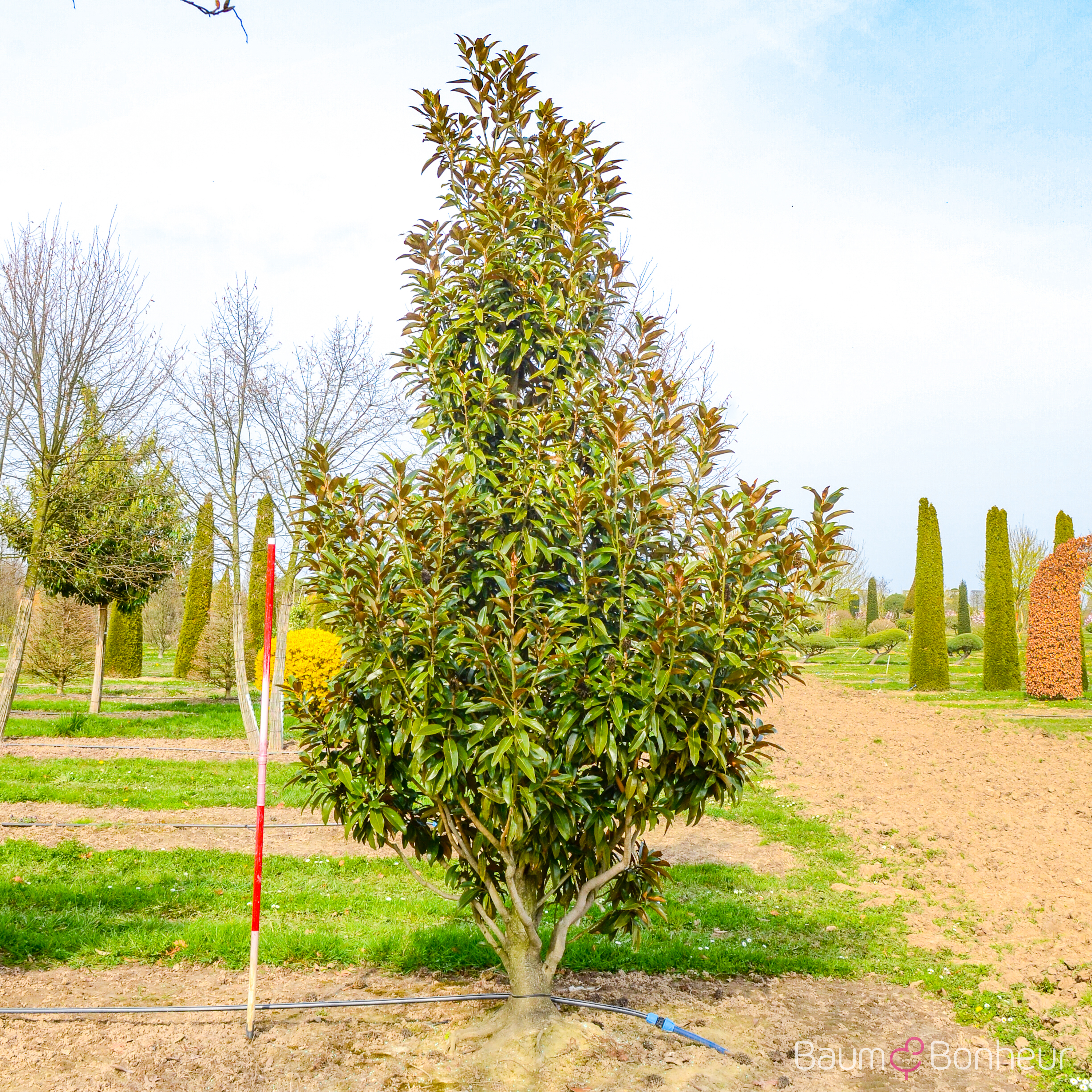 Magnolia grandiflora 'Alta'