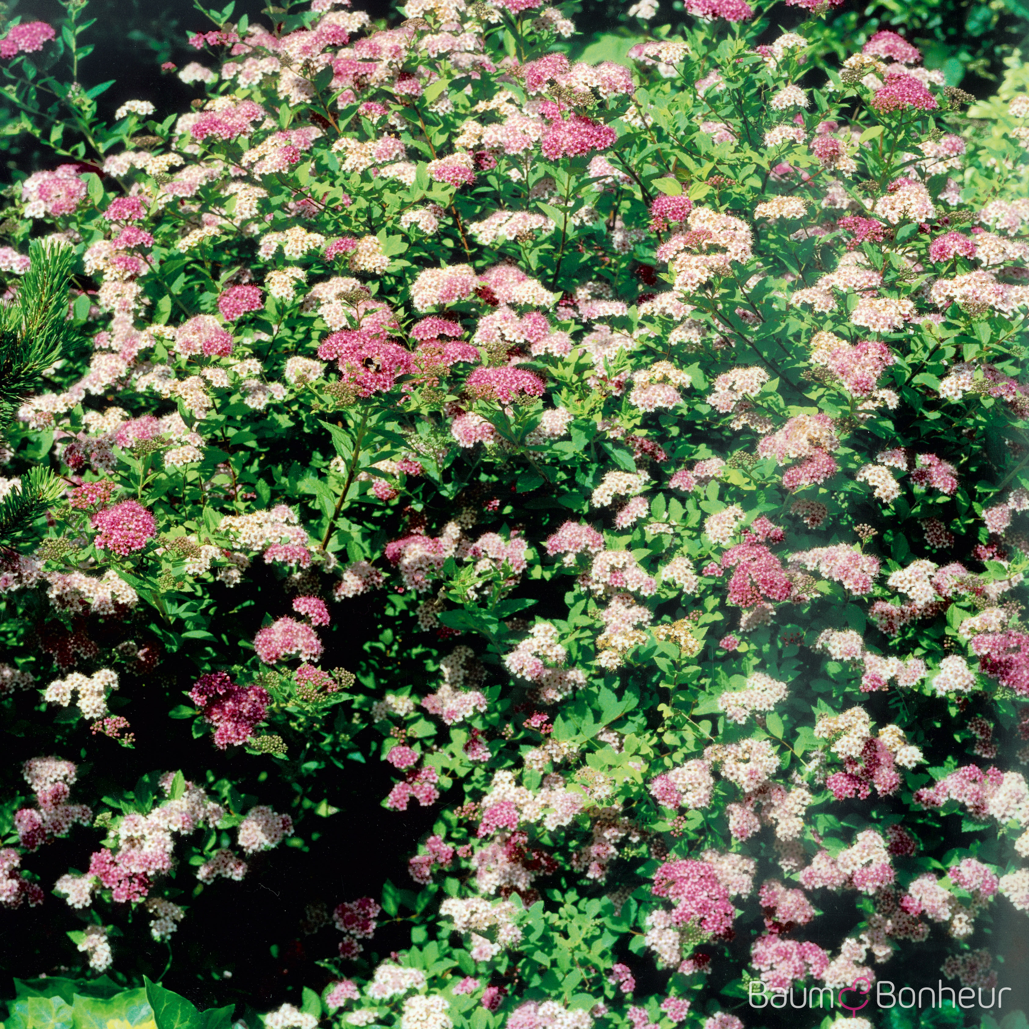 Spiraea japonica 'Little Princess'