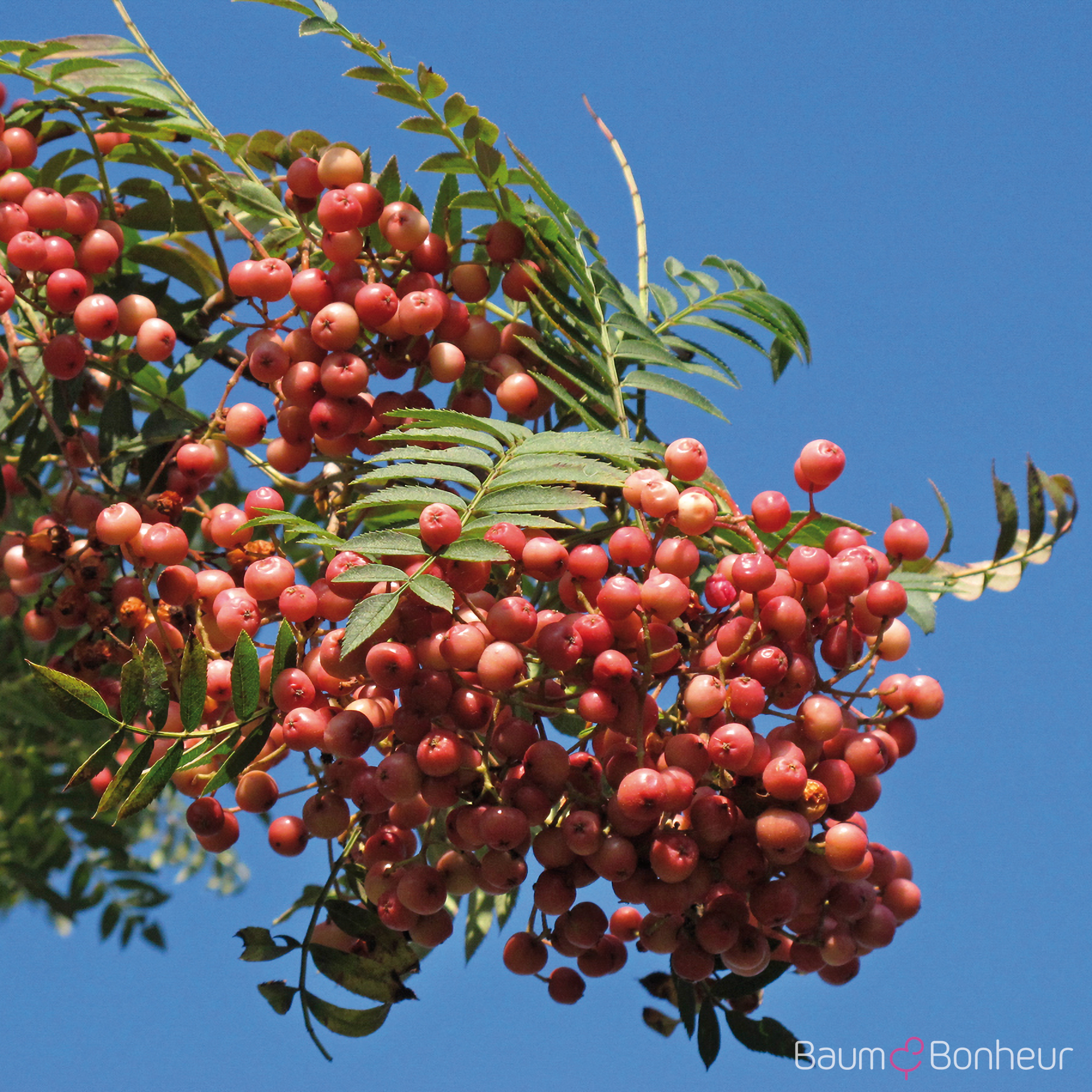 Sorbus vilmorinii