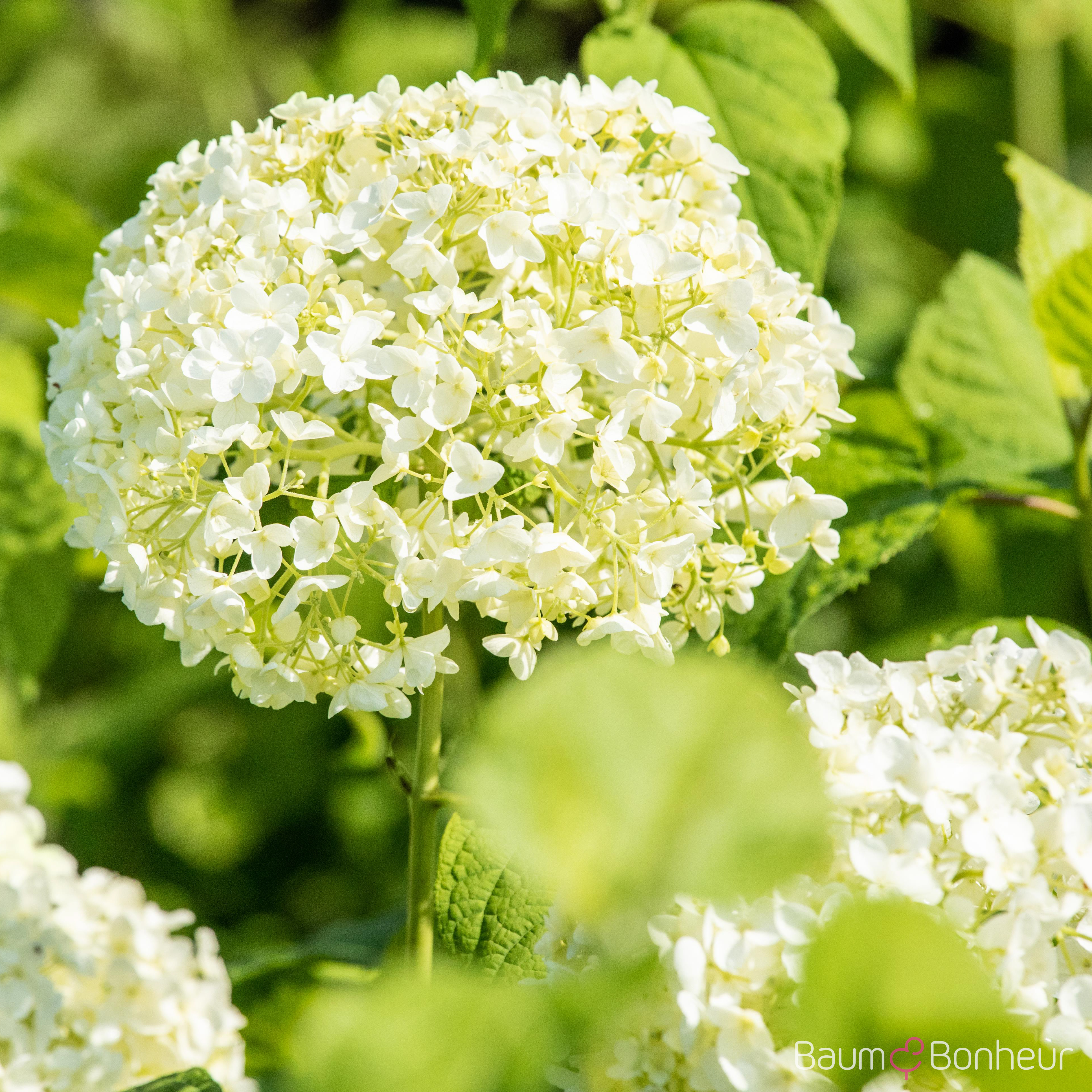 Hydrangea arborescens 'Annabelle'