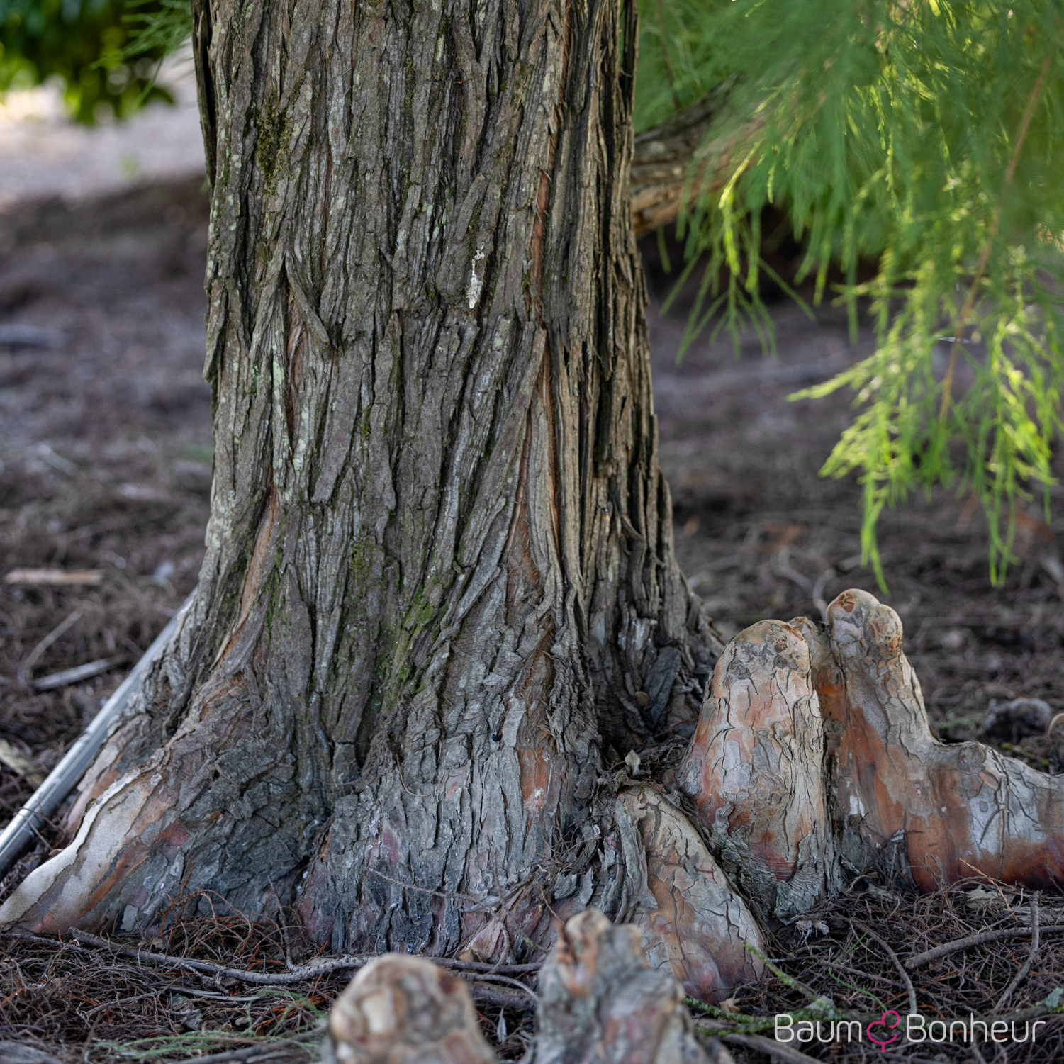 Taxodium distichum 'Nutans'
