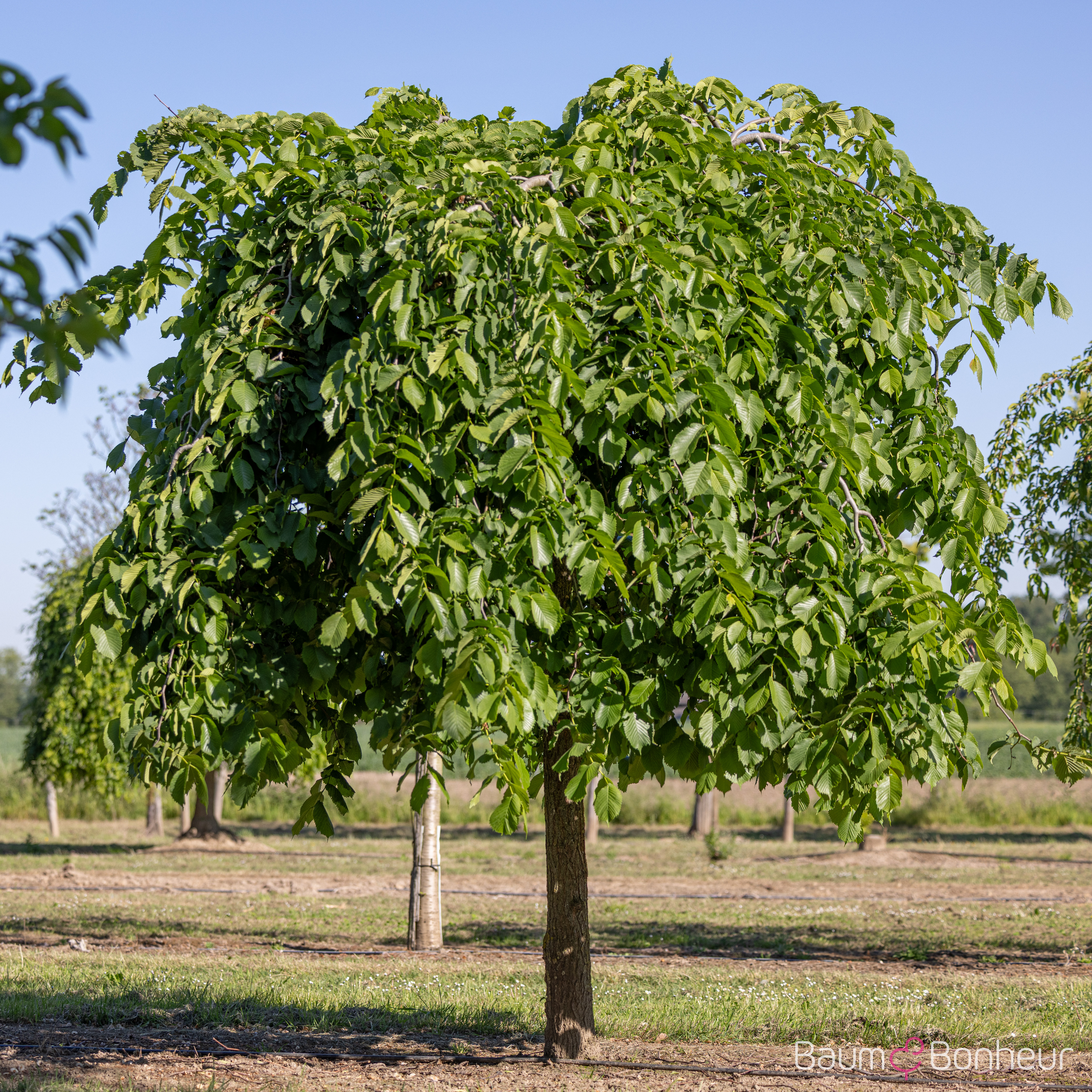 Ulmus glabra 'Camperdownii'