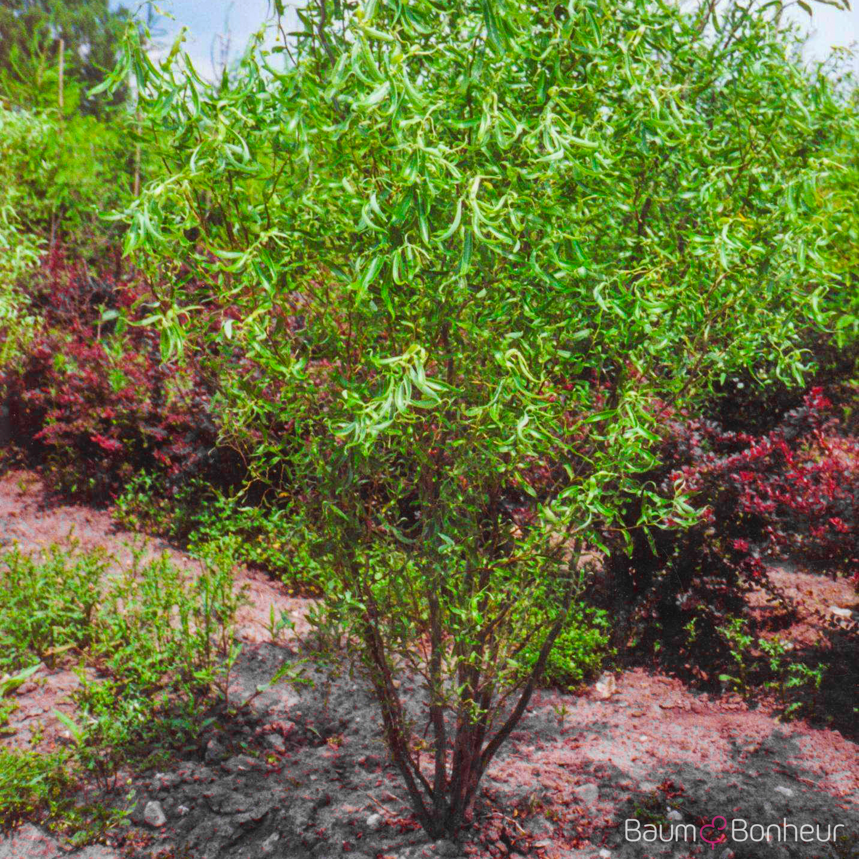 Salix matsudana 'Tortuosa'