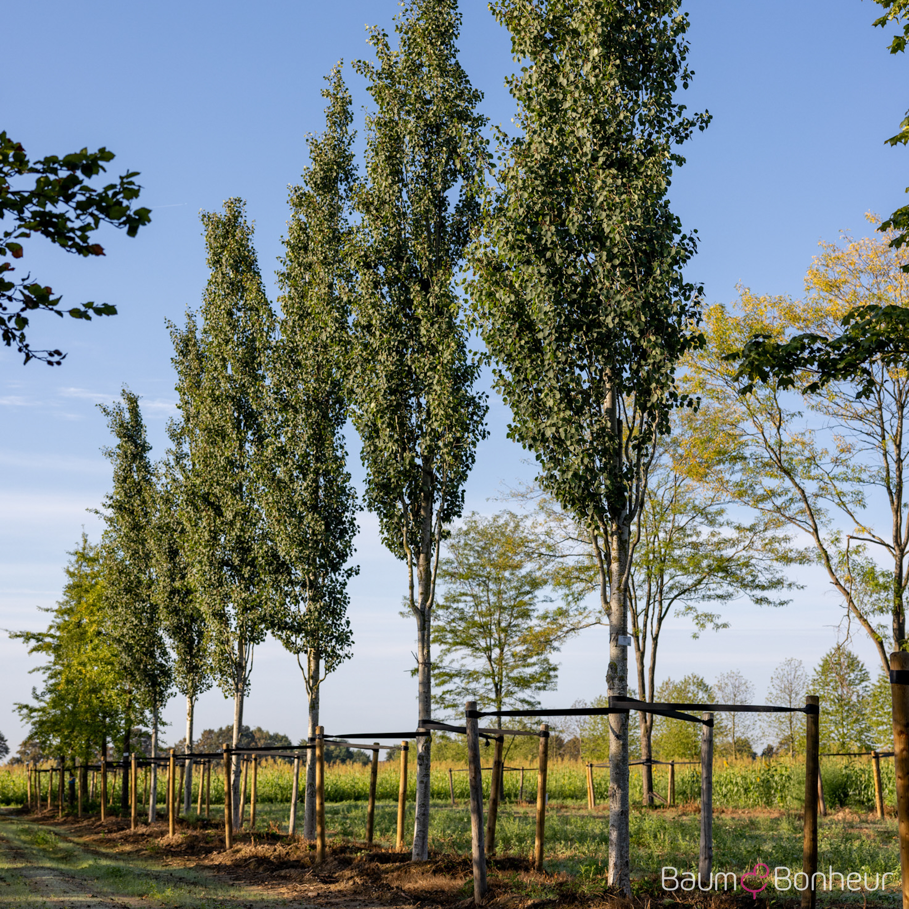 Populus tremula 'Erecta'