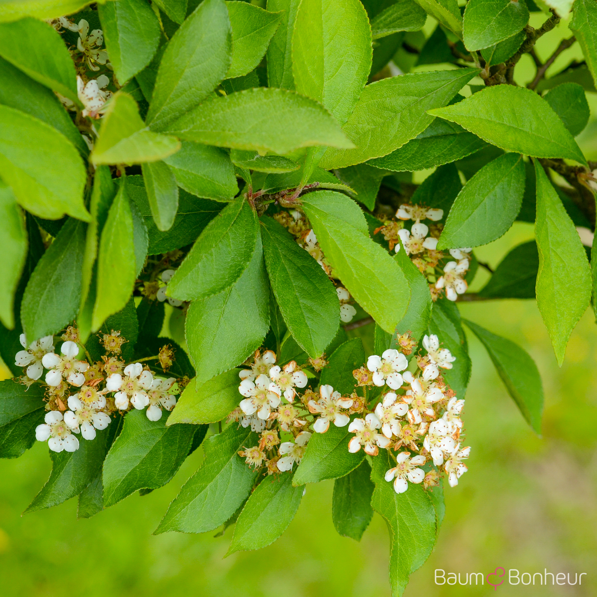 Photinia villosa