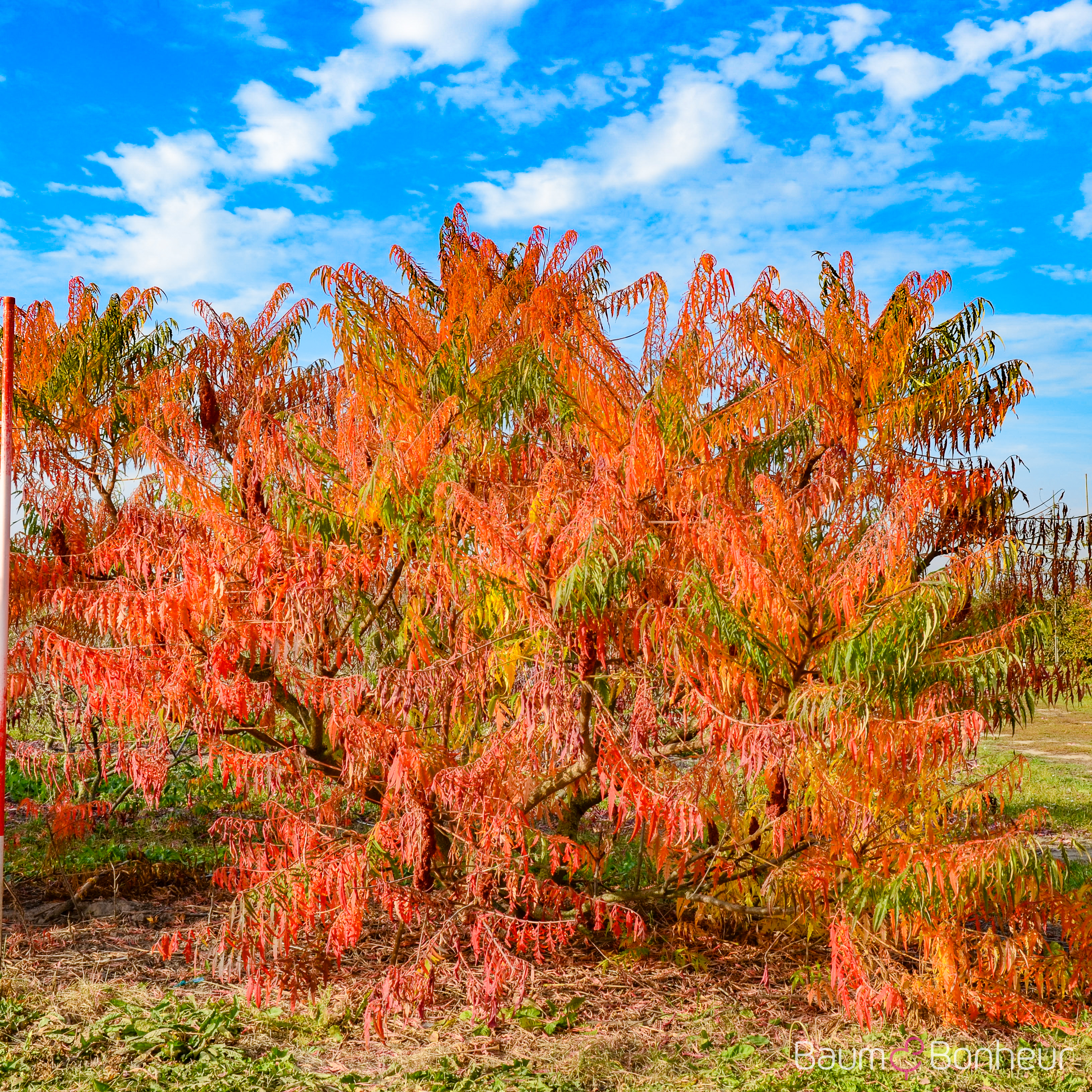 Rhus glabra