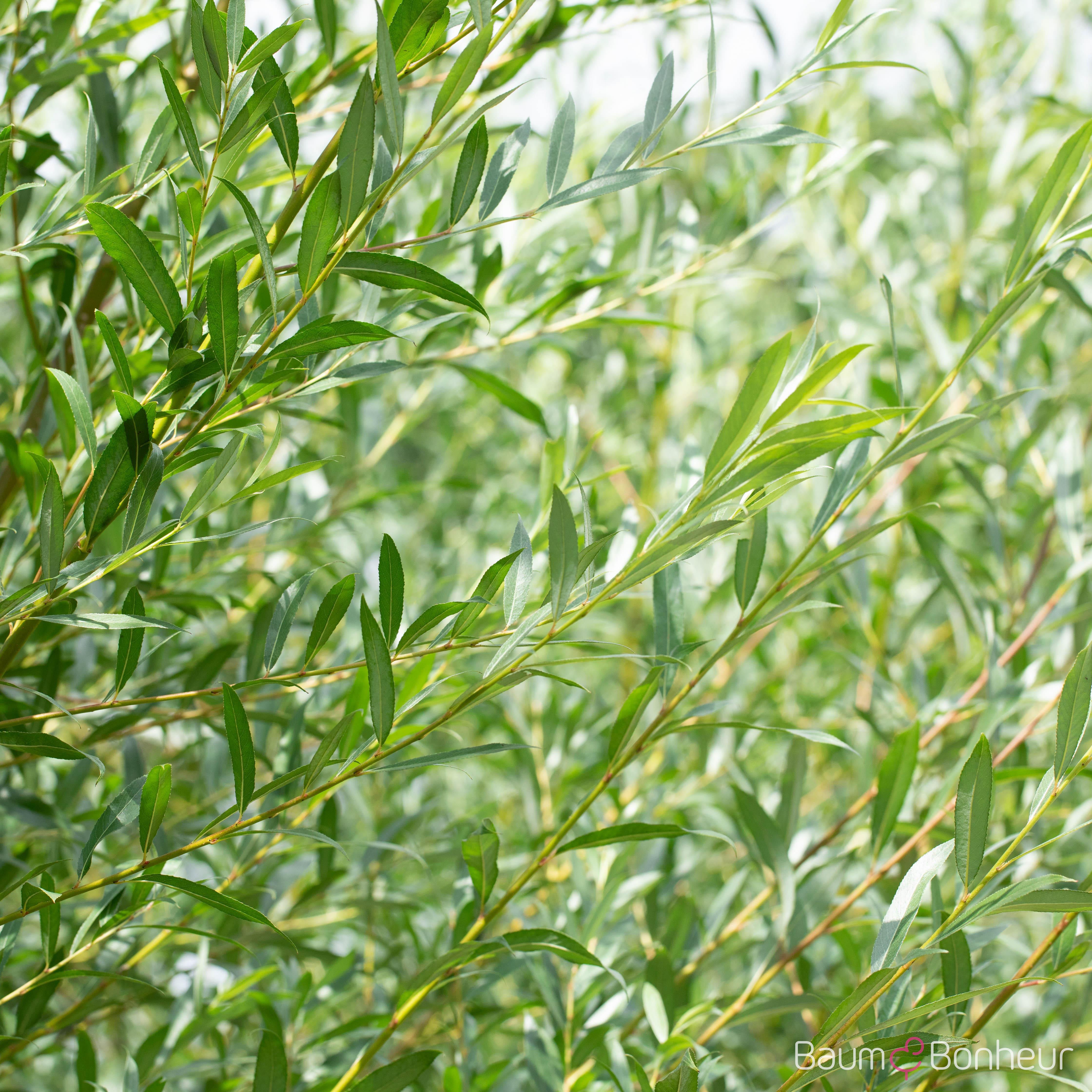Salix daphnoides