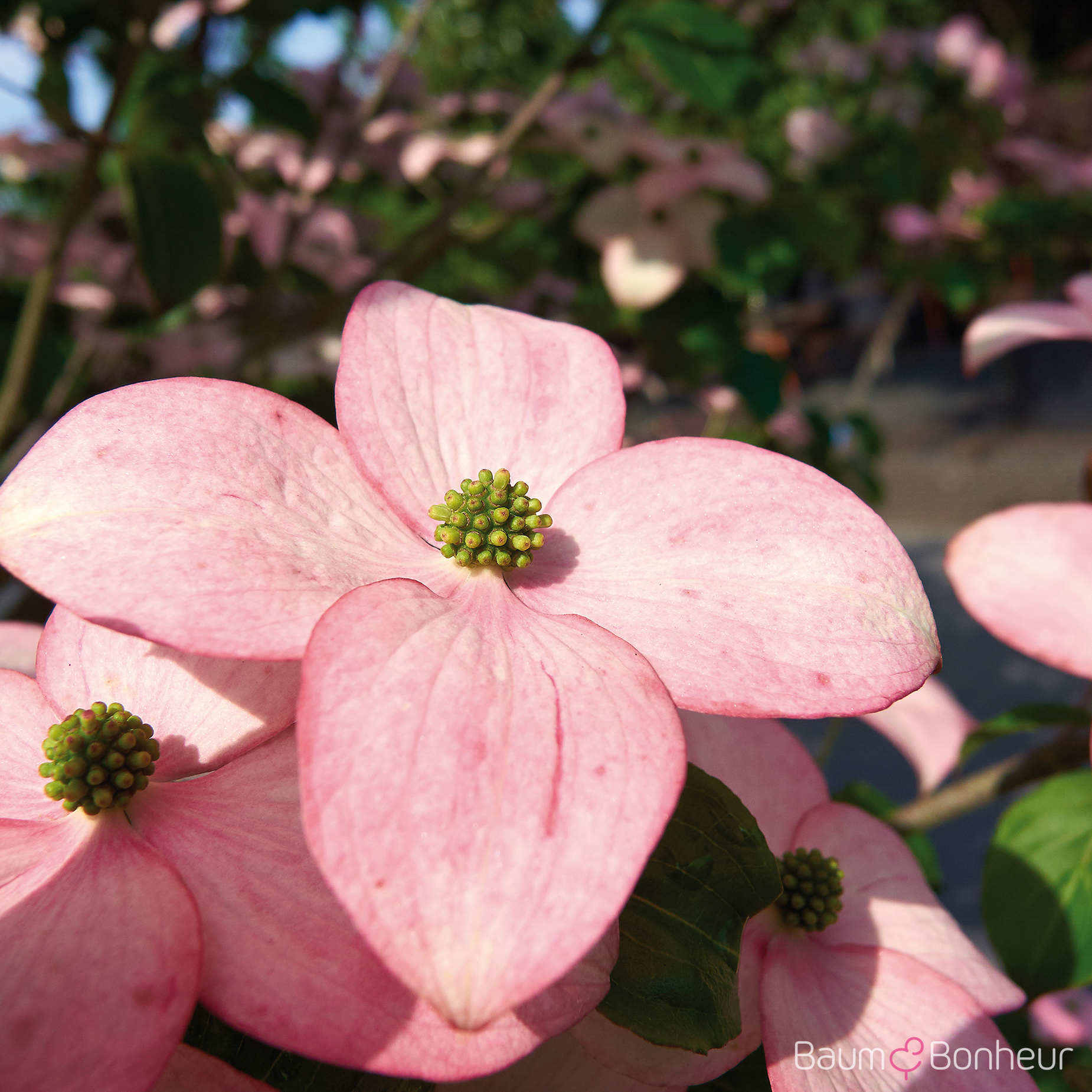 Cornus kousa 'Satomi'