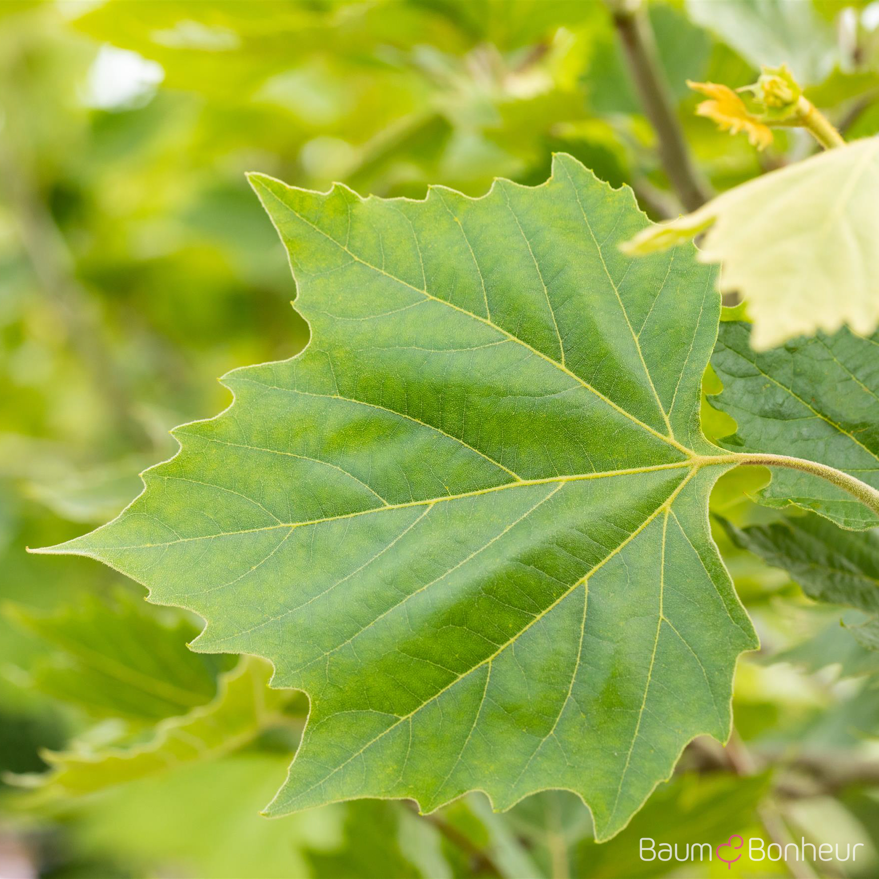 Platanus hispanica 'Alphen's Globe'
