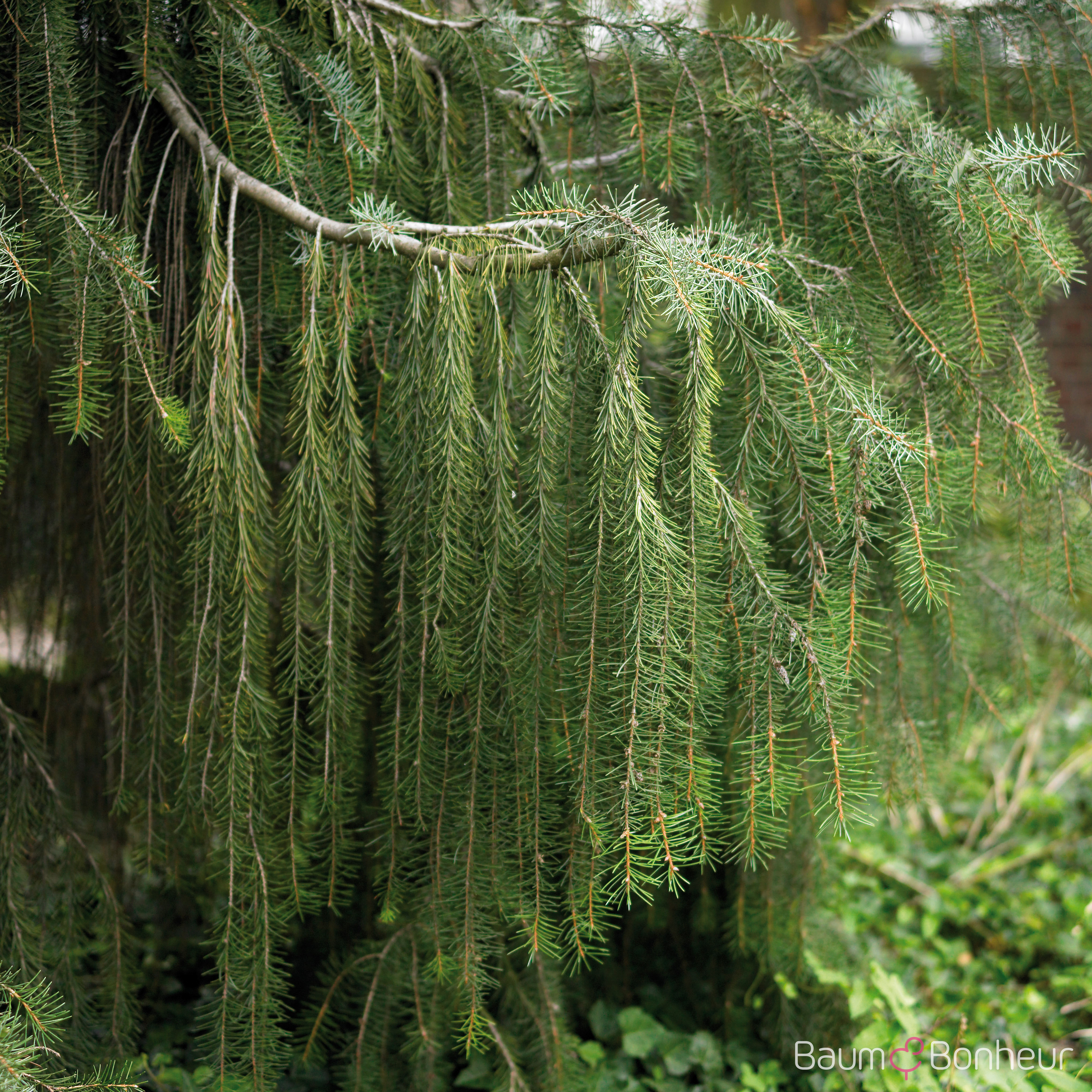 Picea breweriana