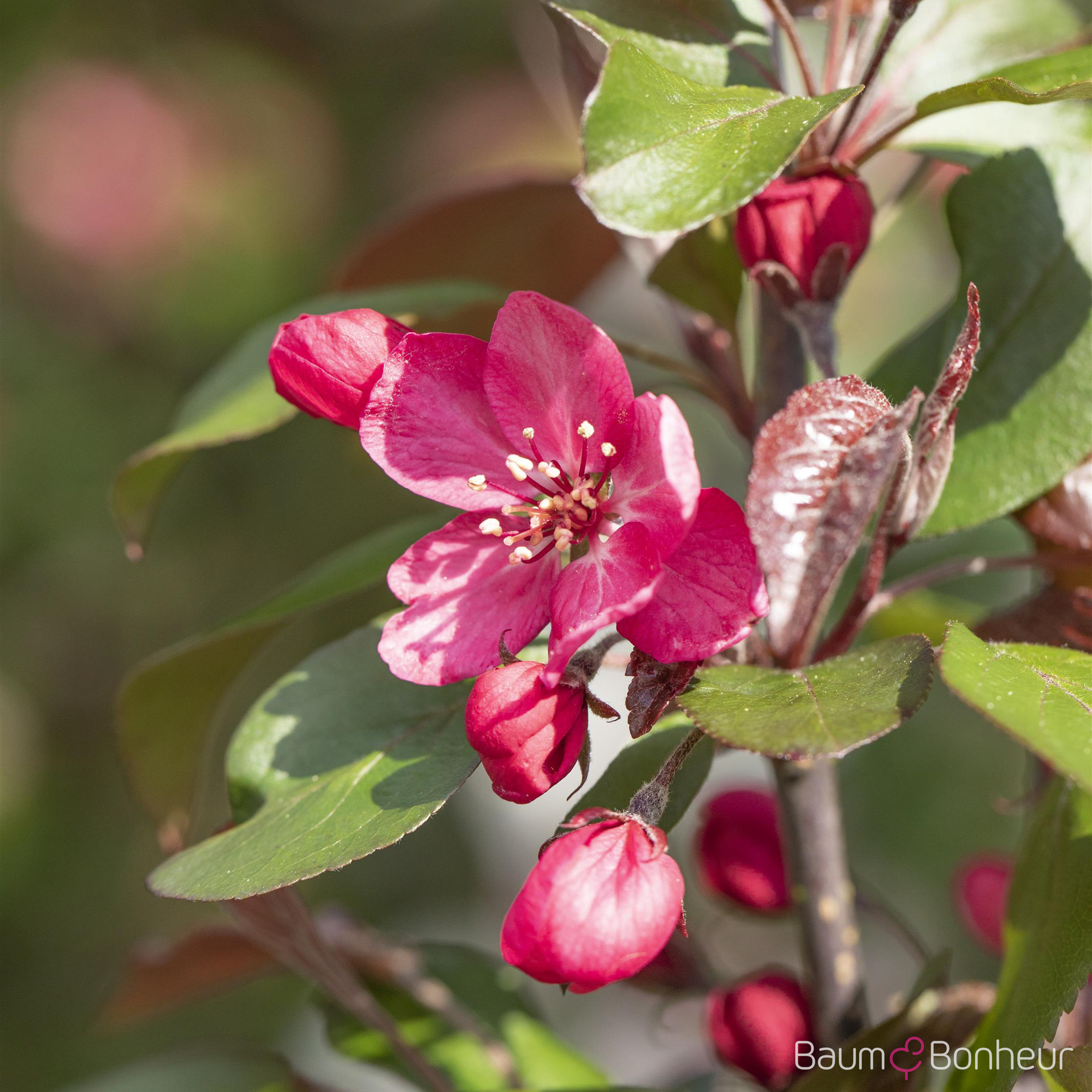 Malus 'Royalty'