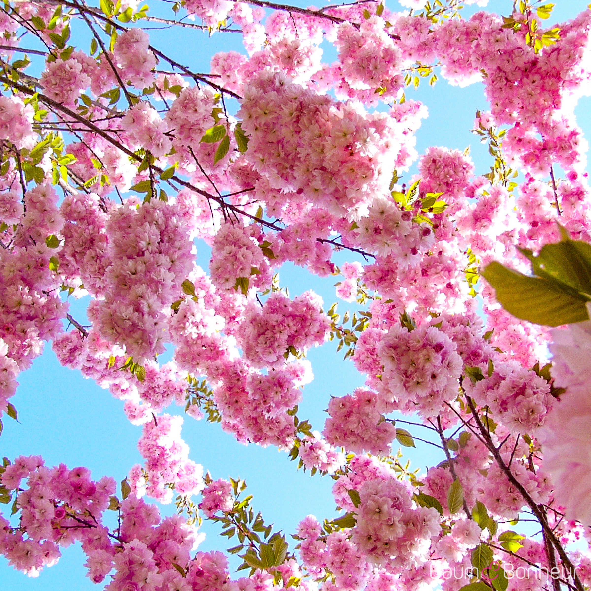 Prunus serrulata 'Pink Perfection'
