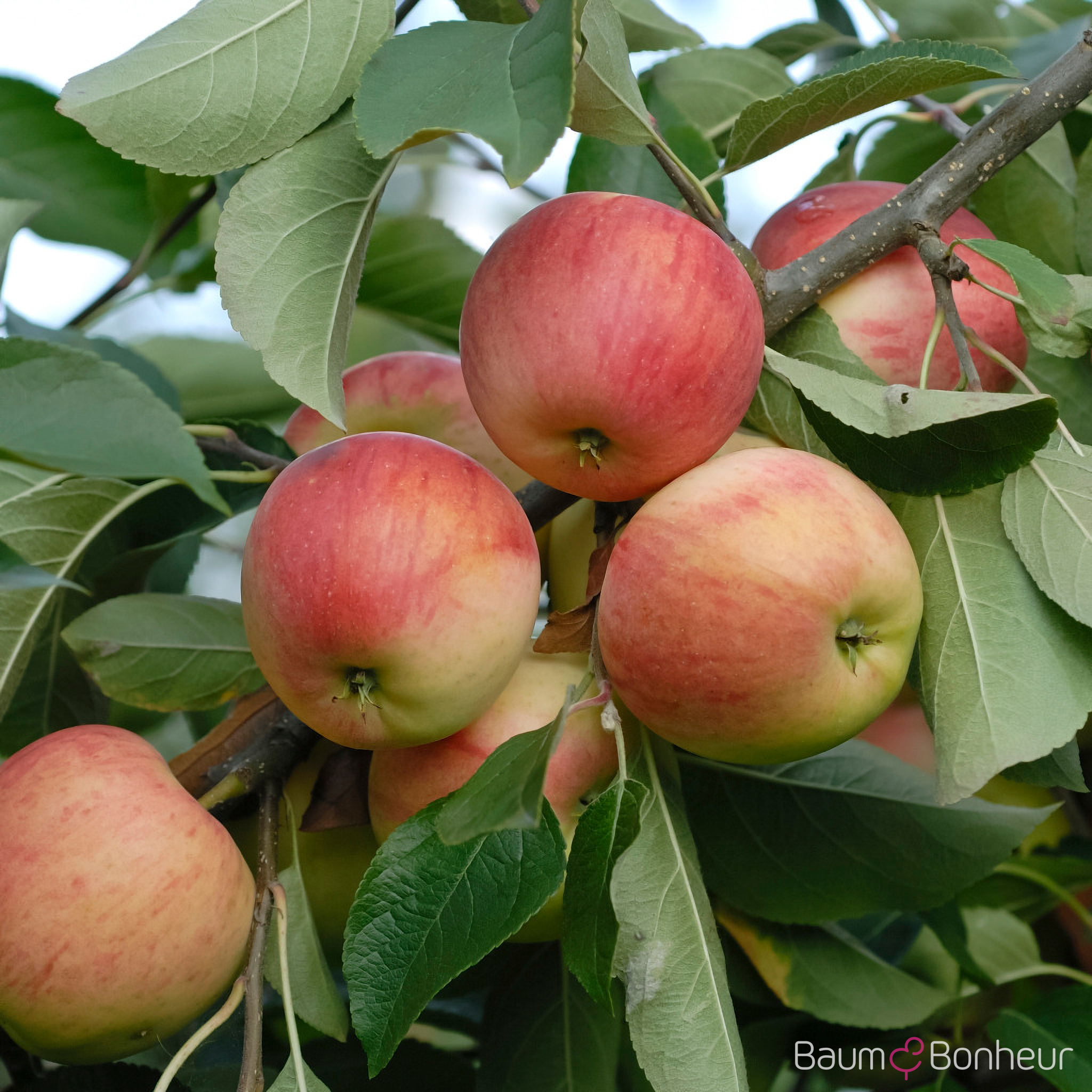 Malus 'Rebella'®