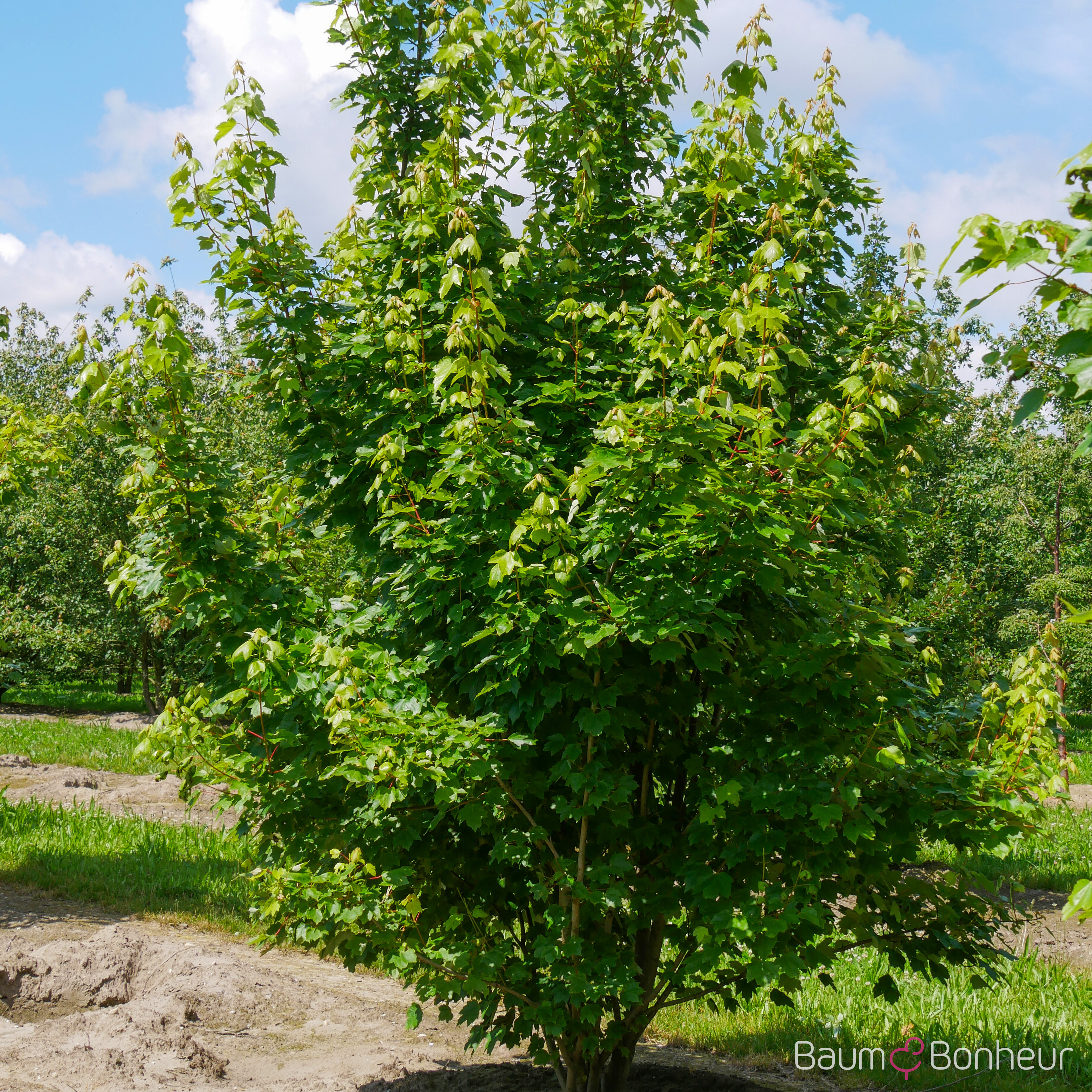 Acer rubrum 'Brandywine'