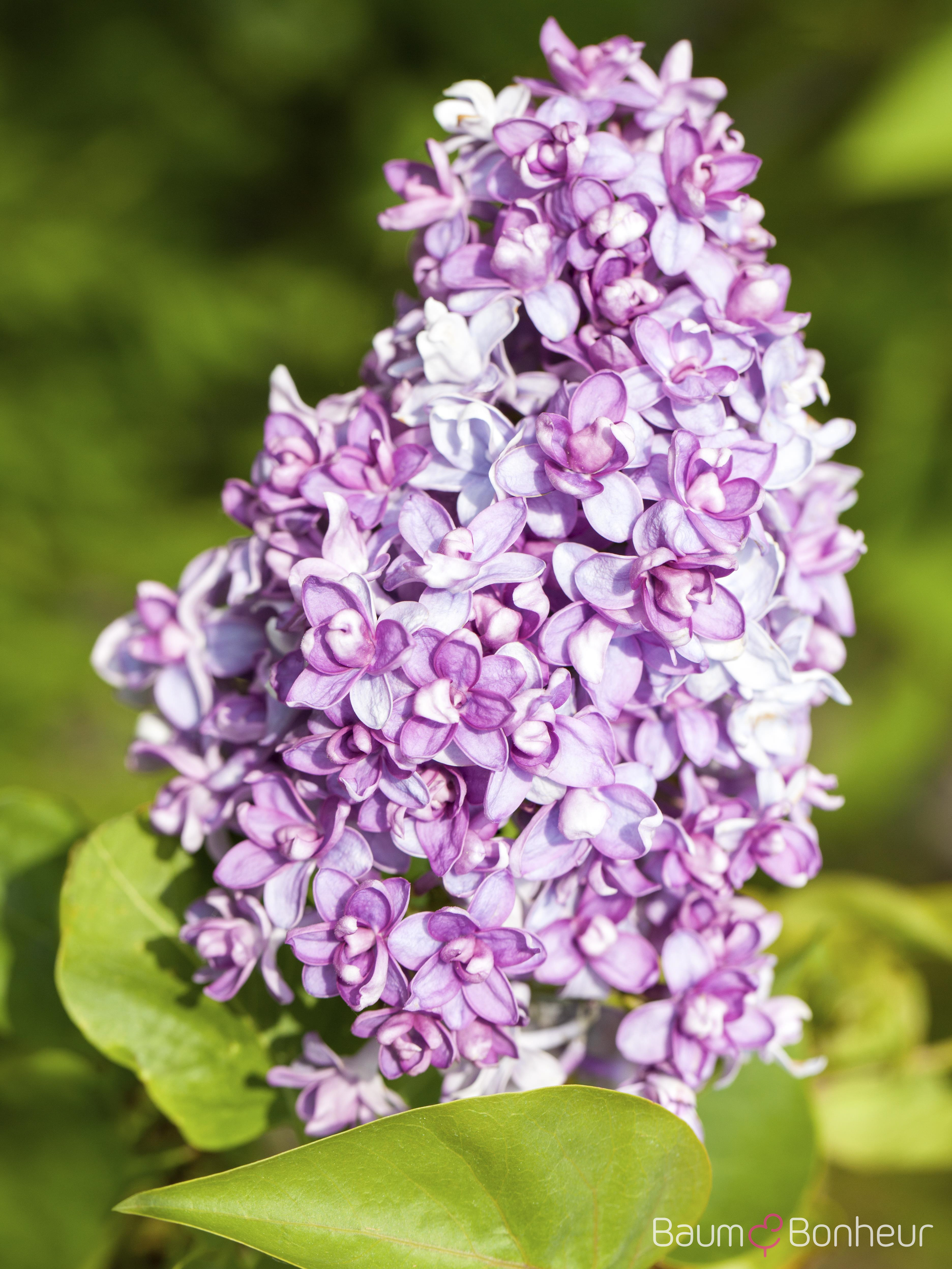 Syringa vulgaris