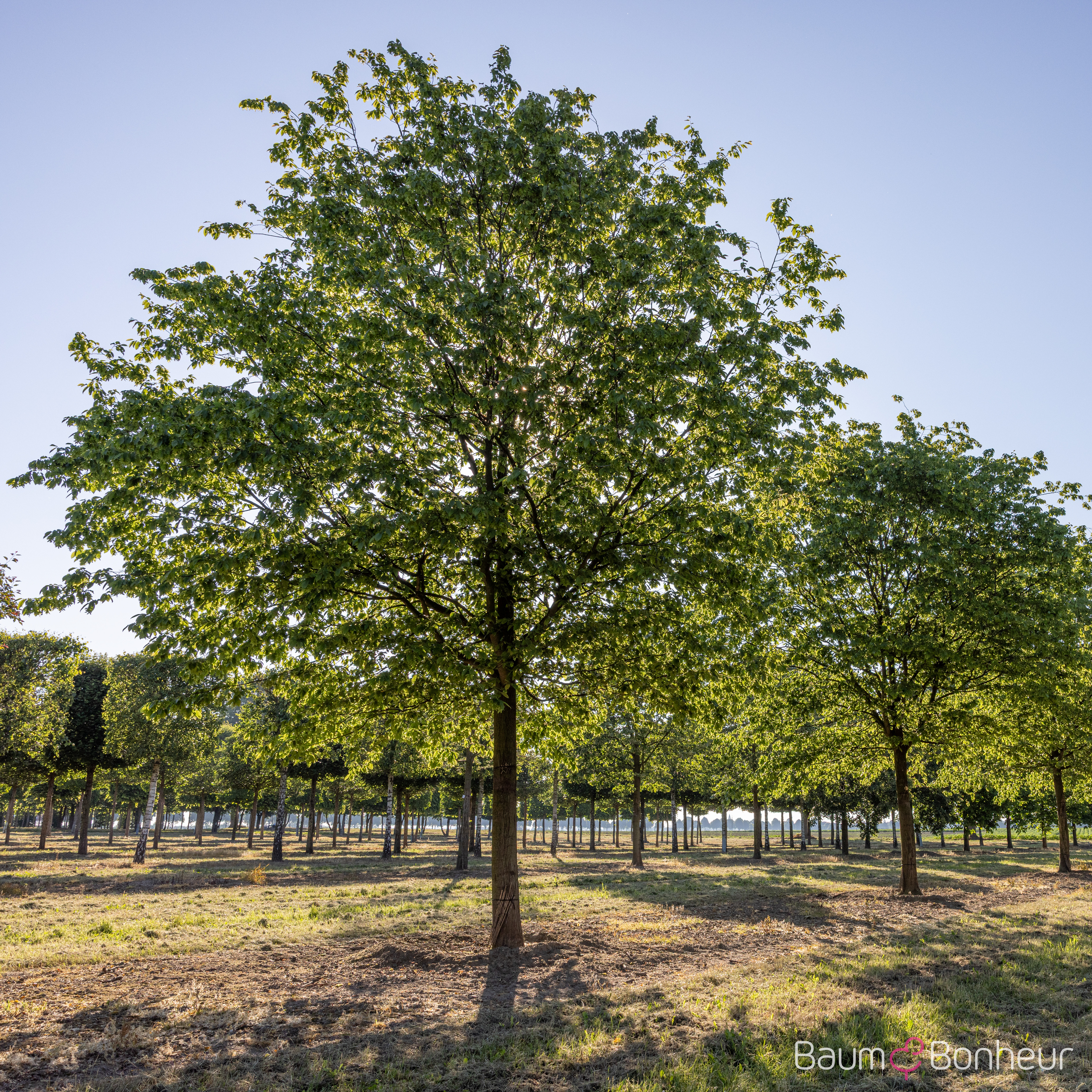 Carpinus betulus 'Purpurea'