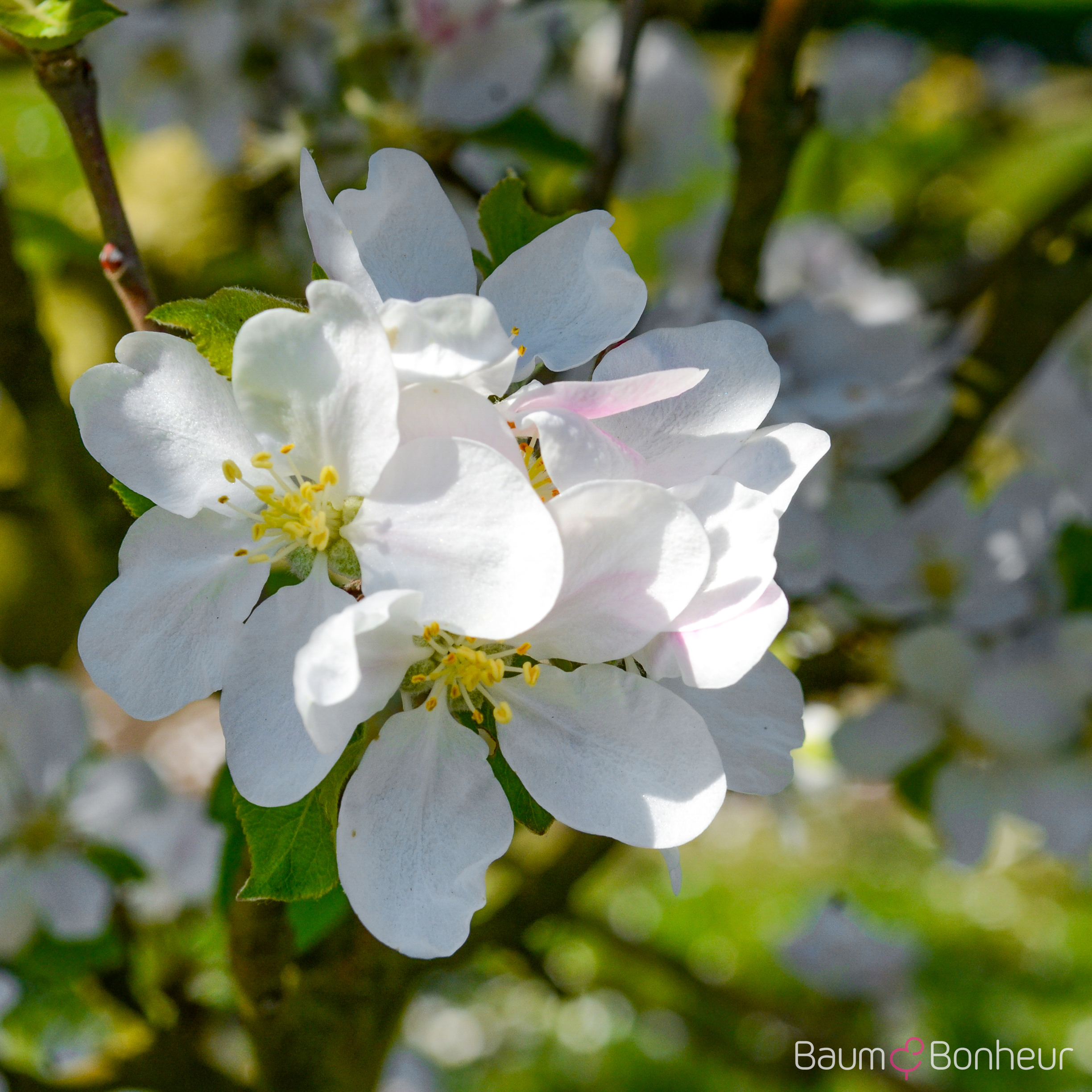 Malus 'Discovery'