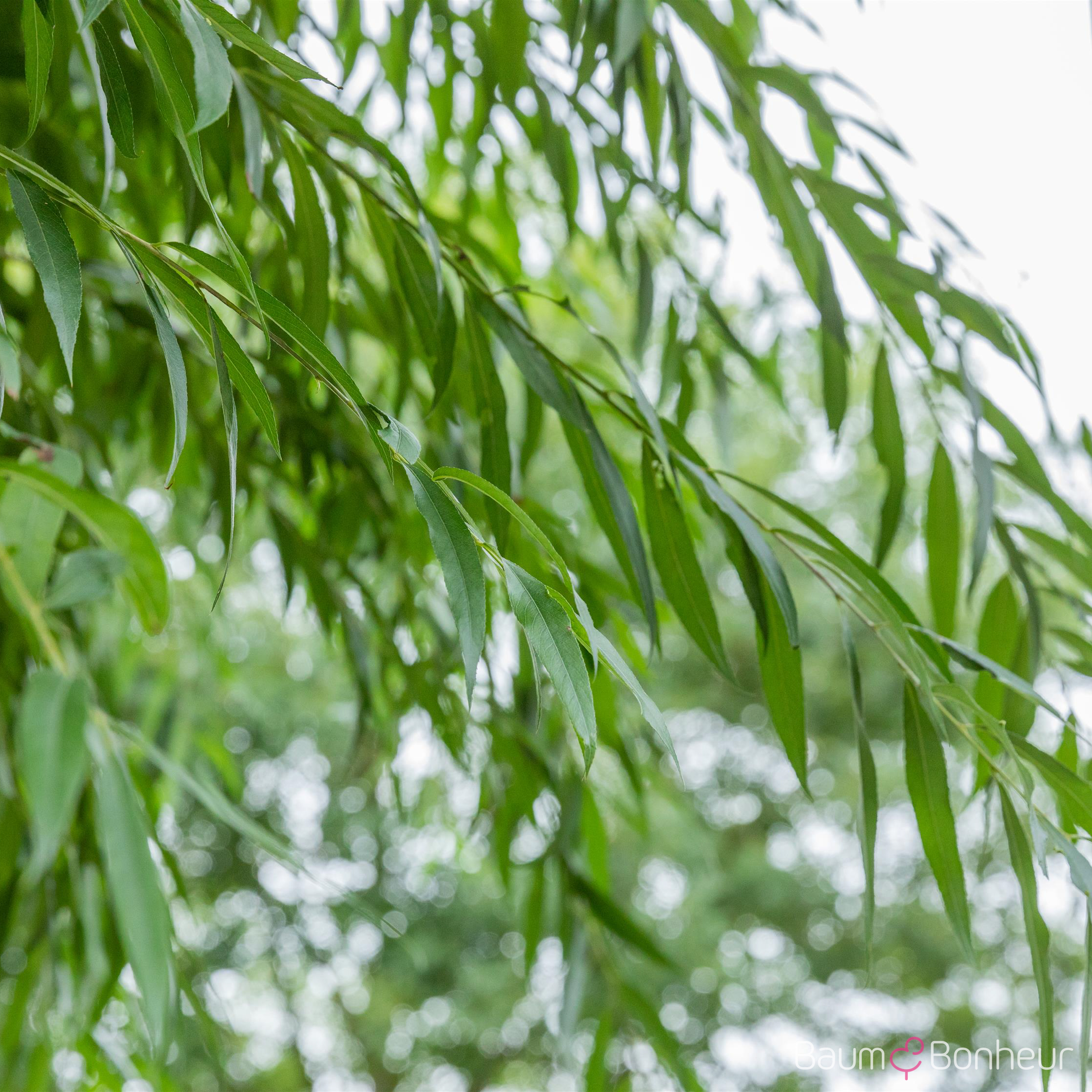 Salix alba