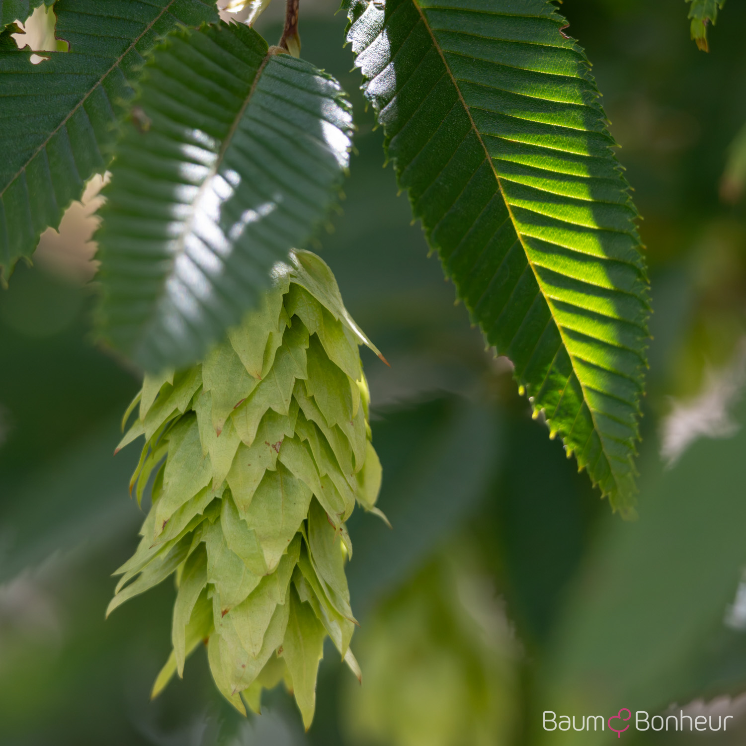 Carpinus japonica