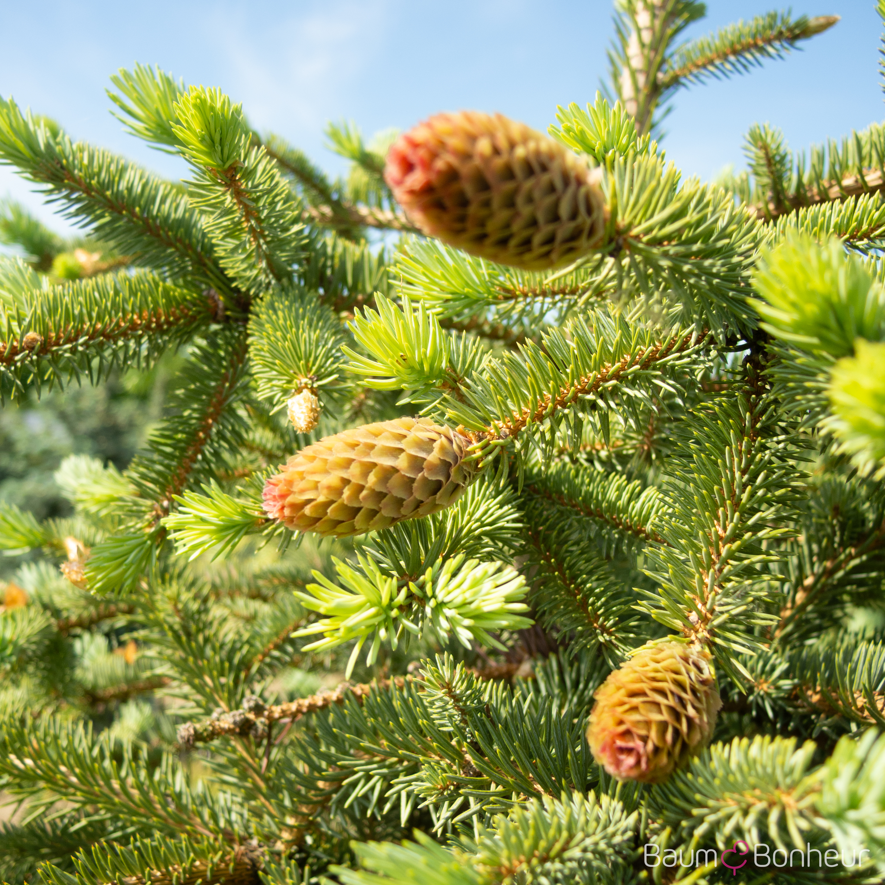 Picea pungens