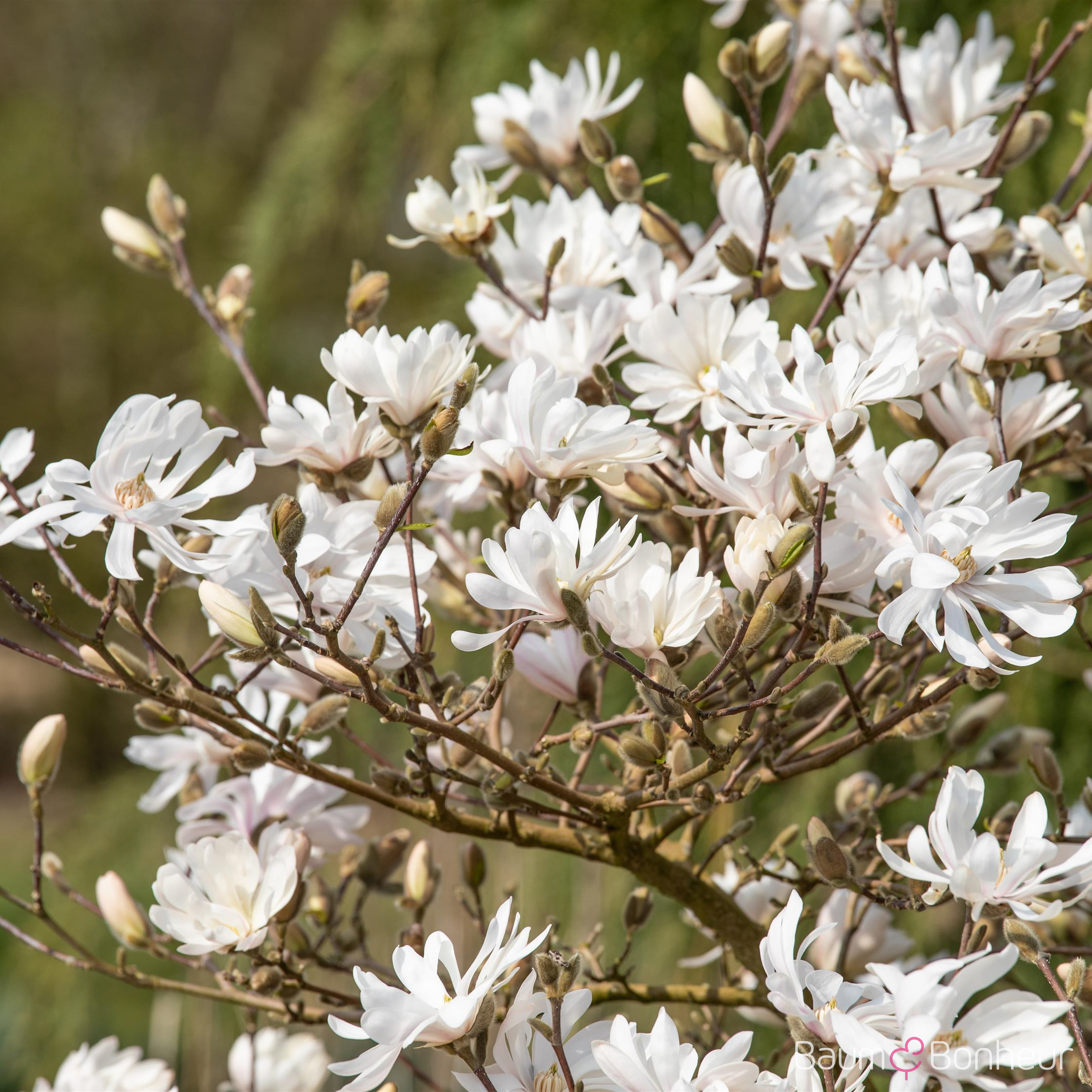 Magnolia stellata 'Royal Star'
