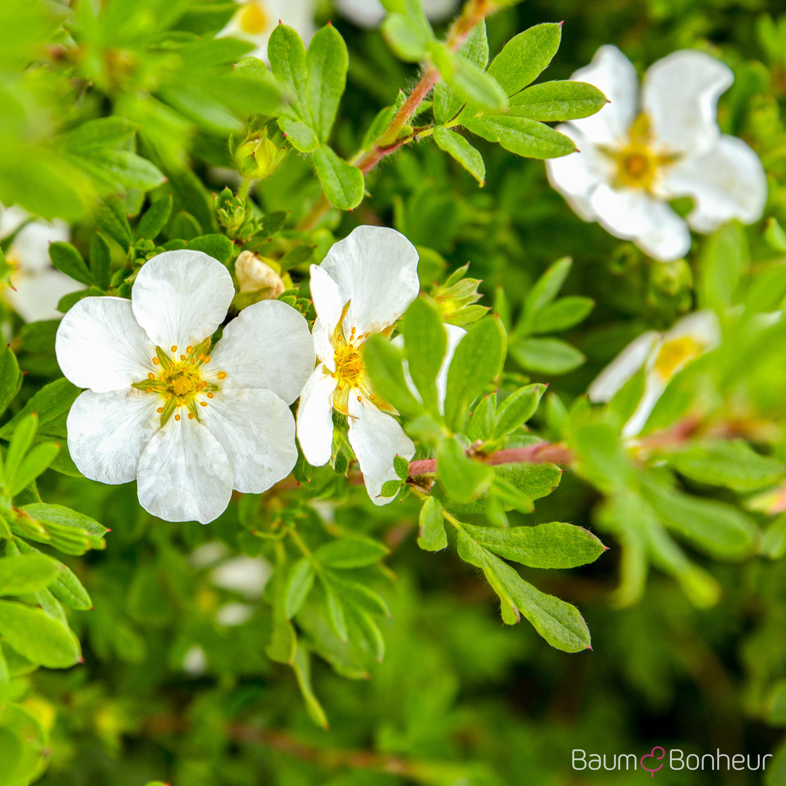 Potentilla fruticosa 'Manchu'