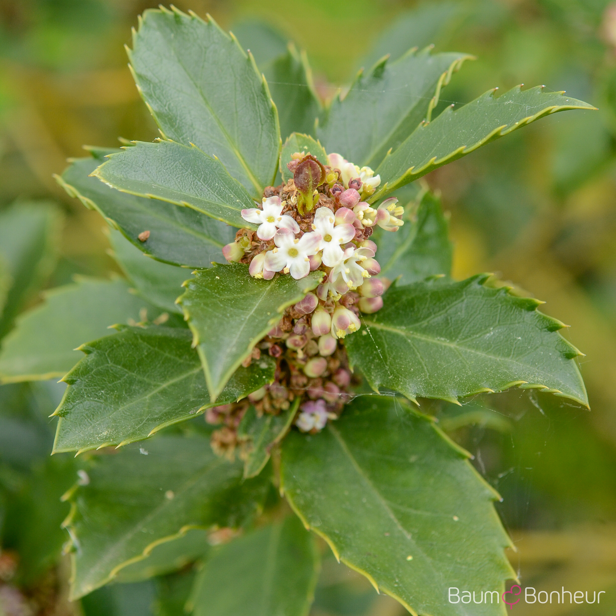 Osmanthus heterophyllus