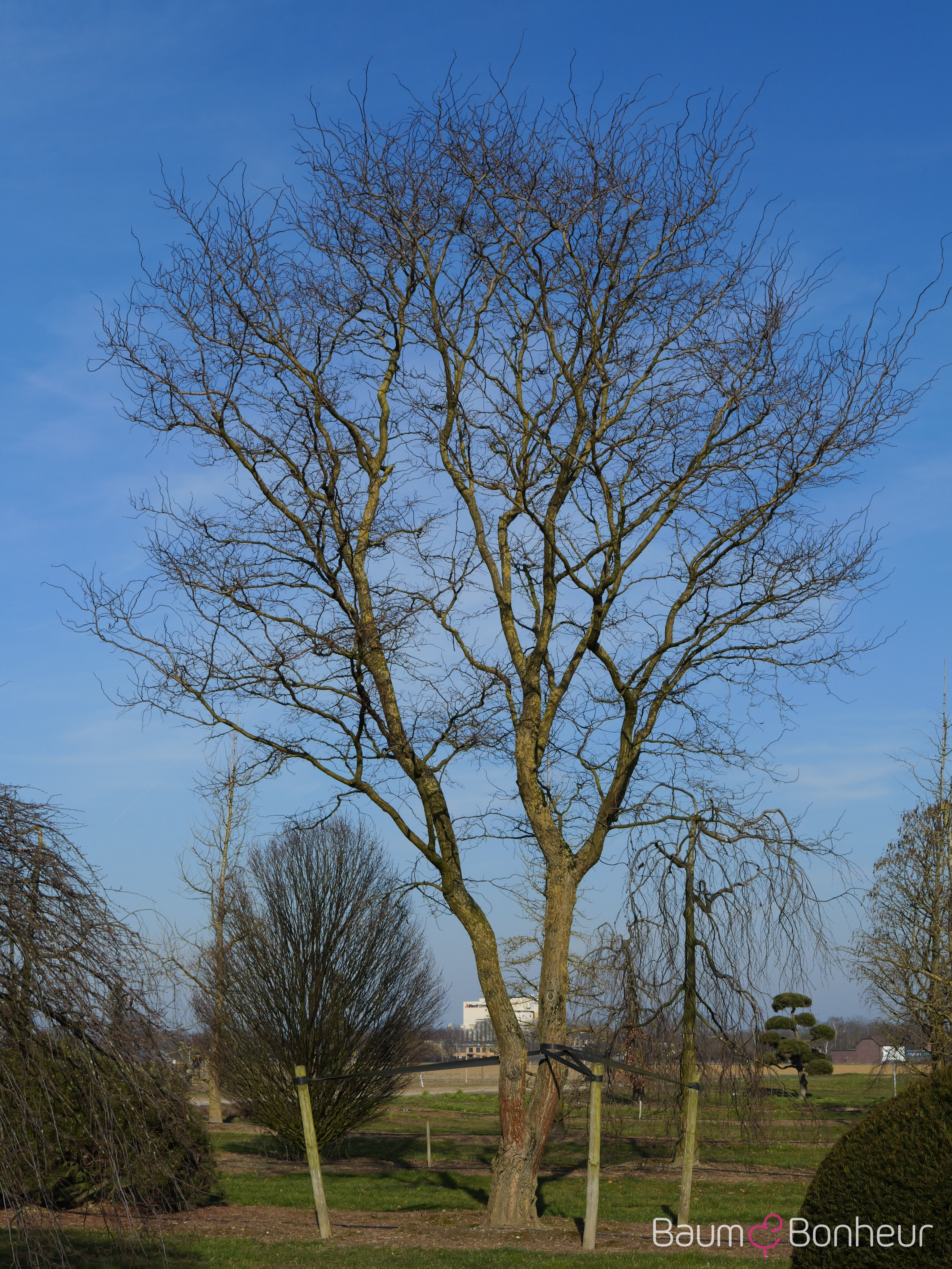 Robinia pseudoacacia 'Tortuosa'