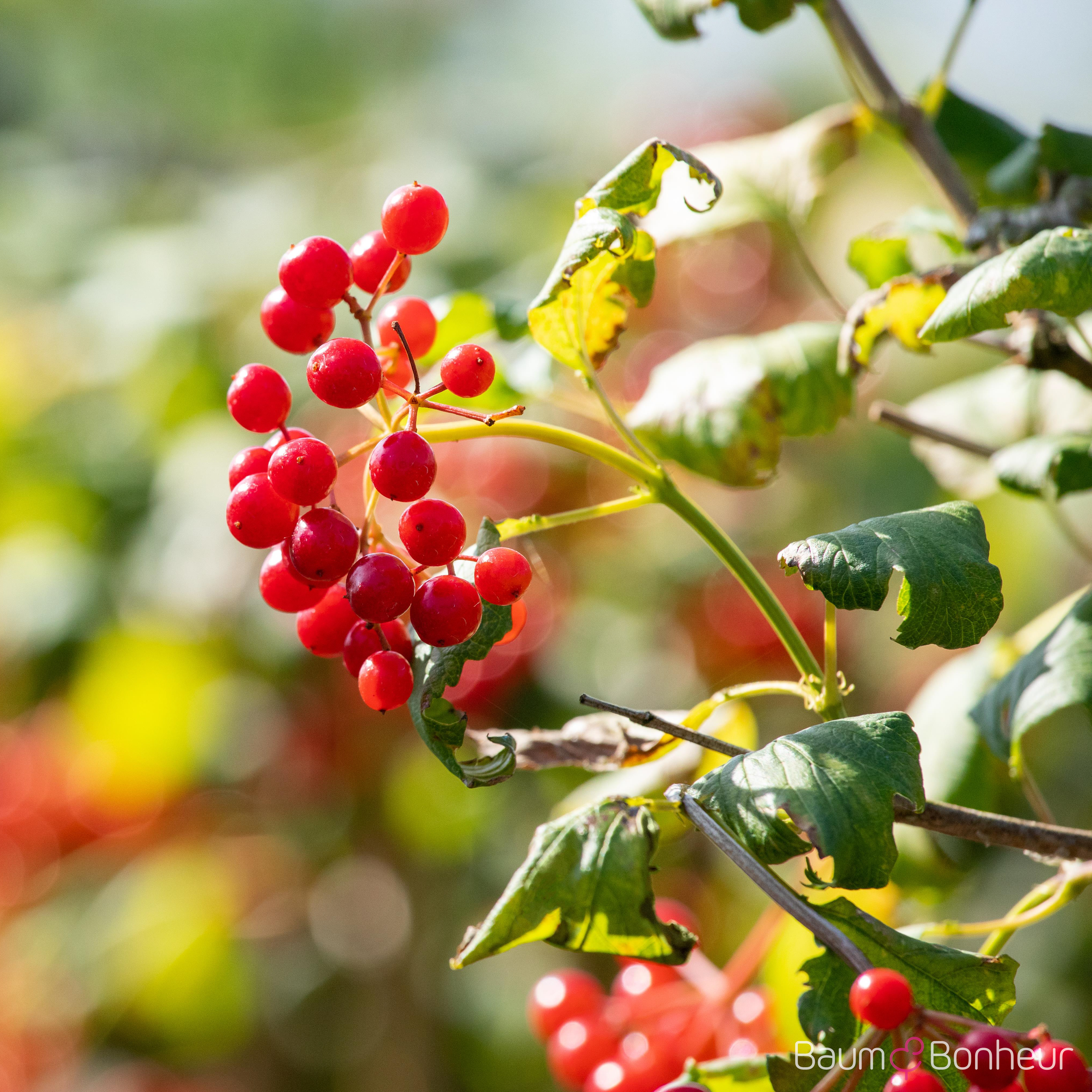 Viburnum opulus 'Compactum'