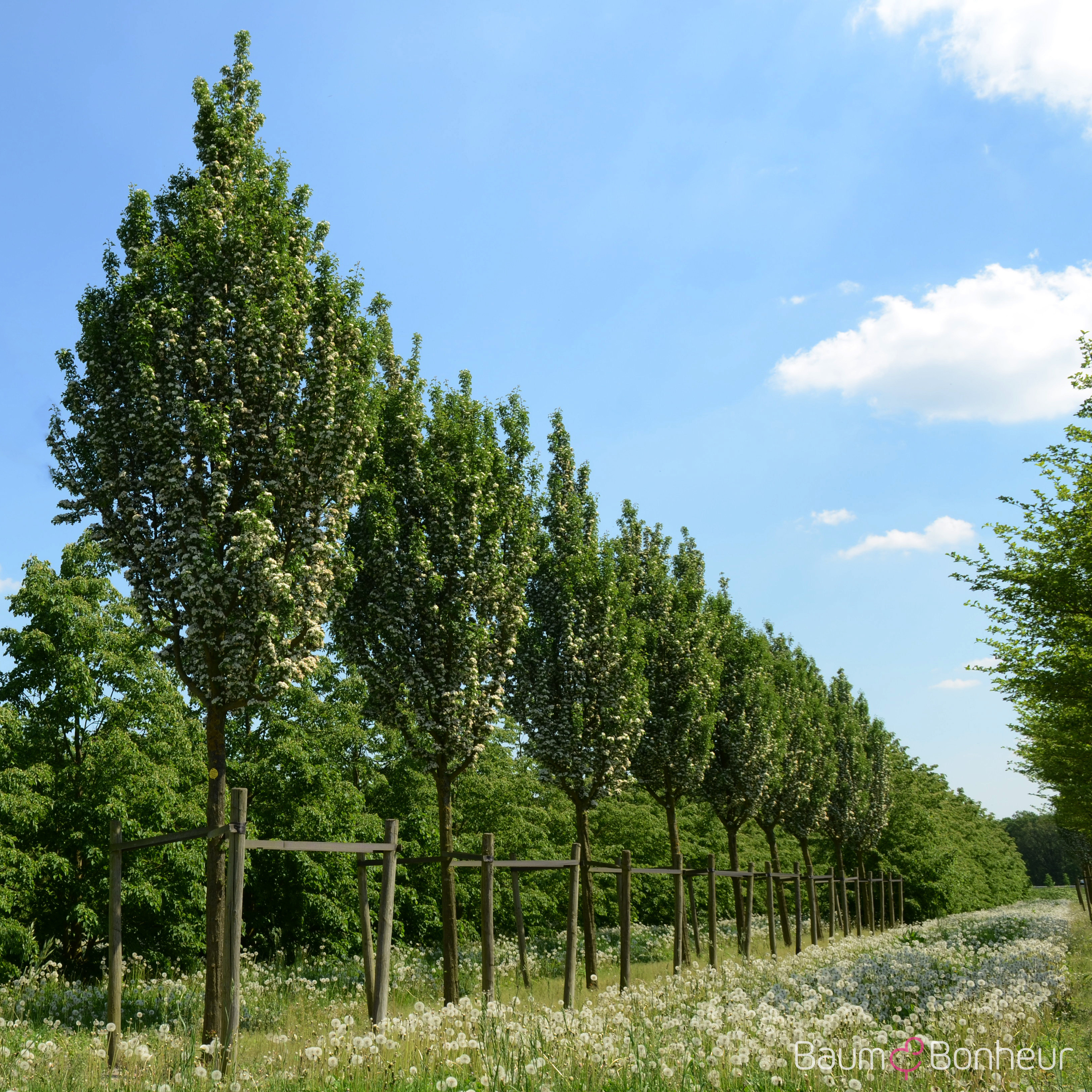 Crataegus monogyna 'Stricta'