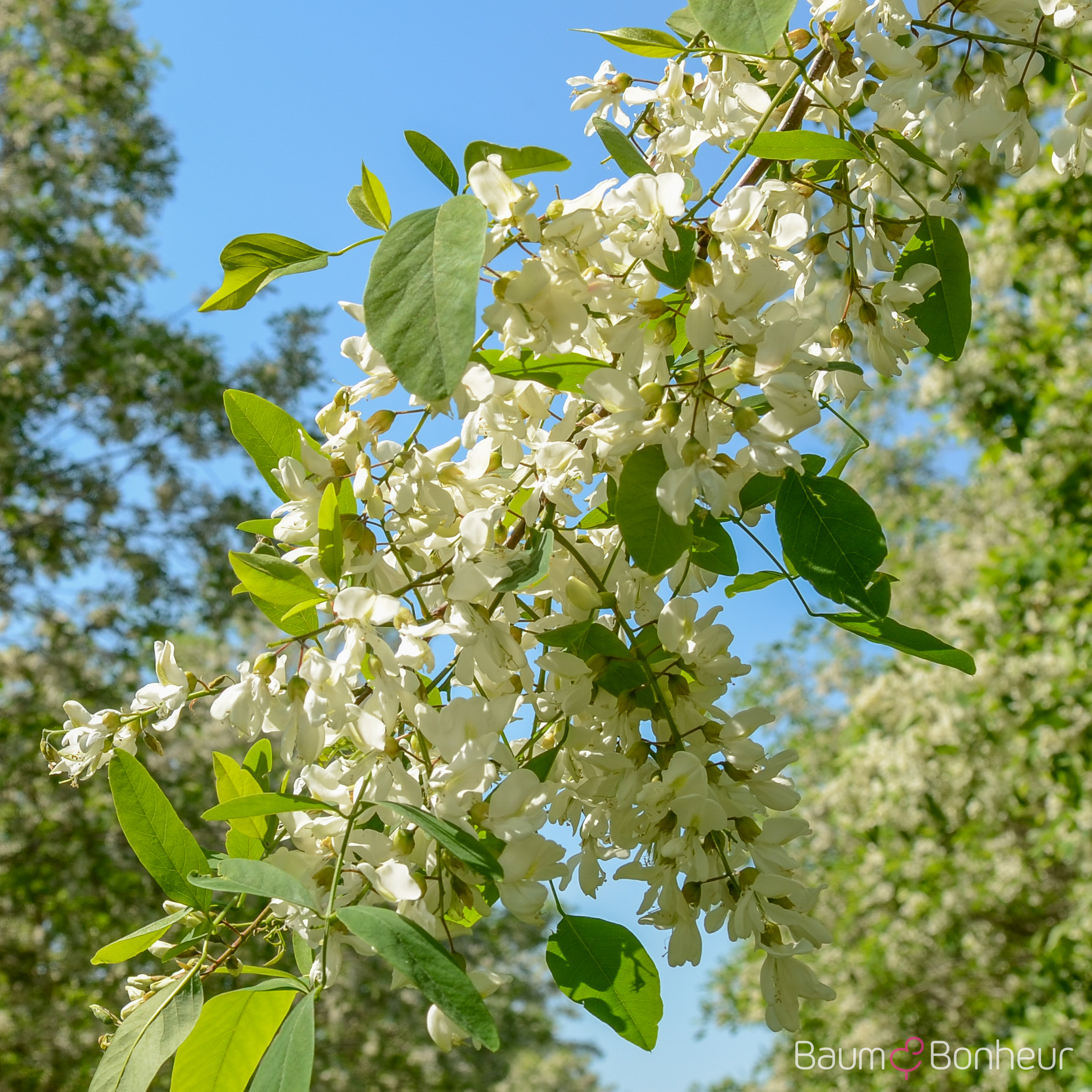 Robinia pseudoacacia 'Unifoliola'