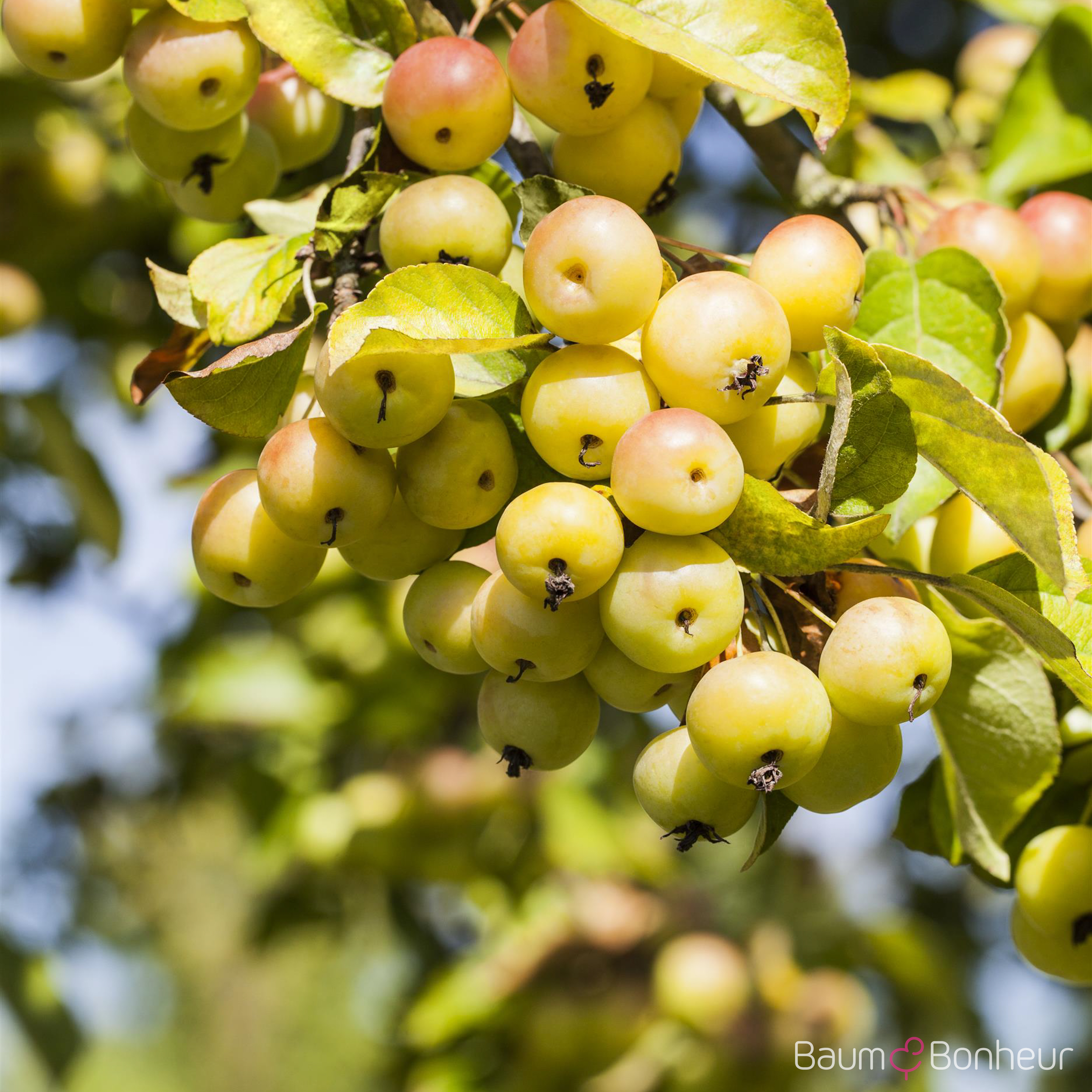 Malus 'Butterball'