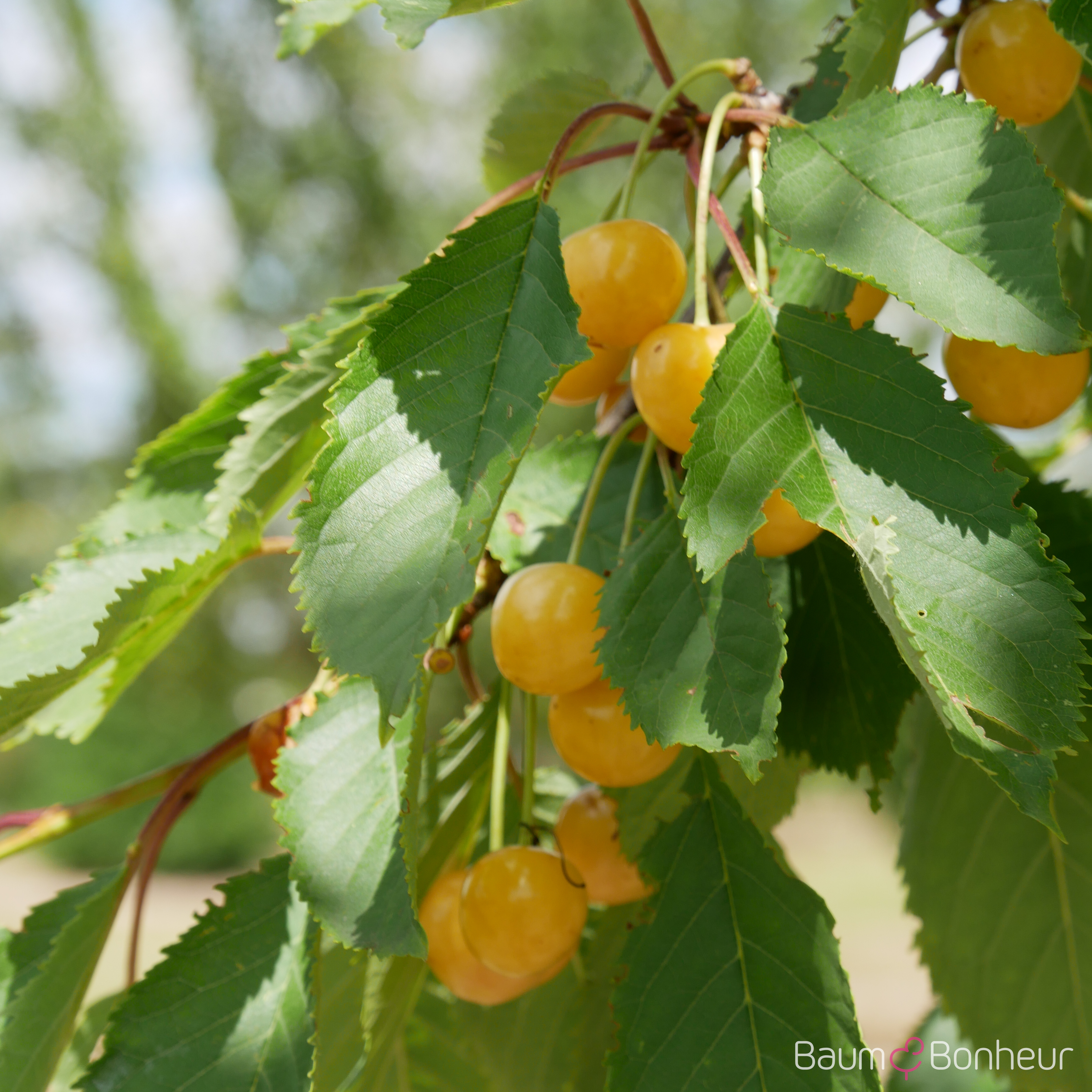 Prunus av. 'Dönissens Gelbe Knorpelkirsche'