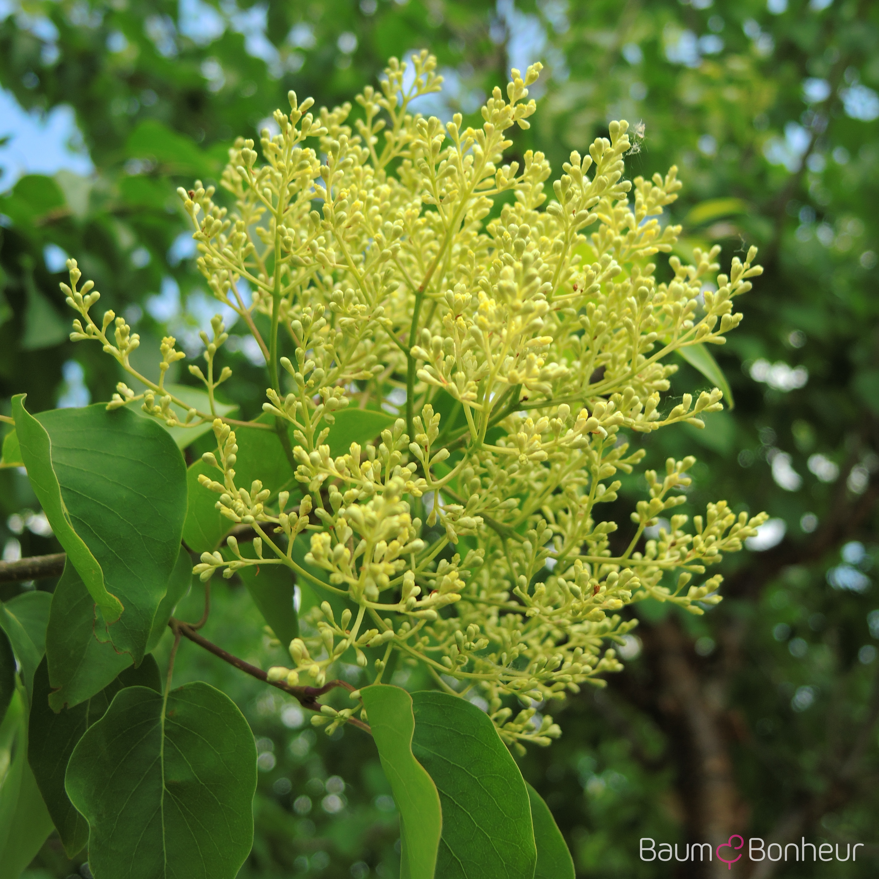 Syringa pekinensis 'China Snow'