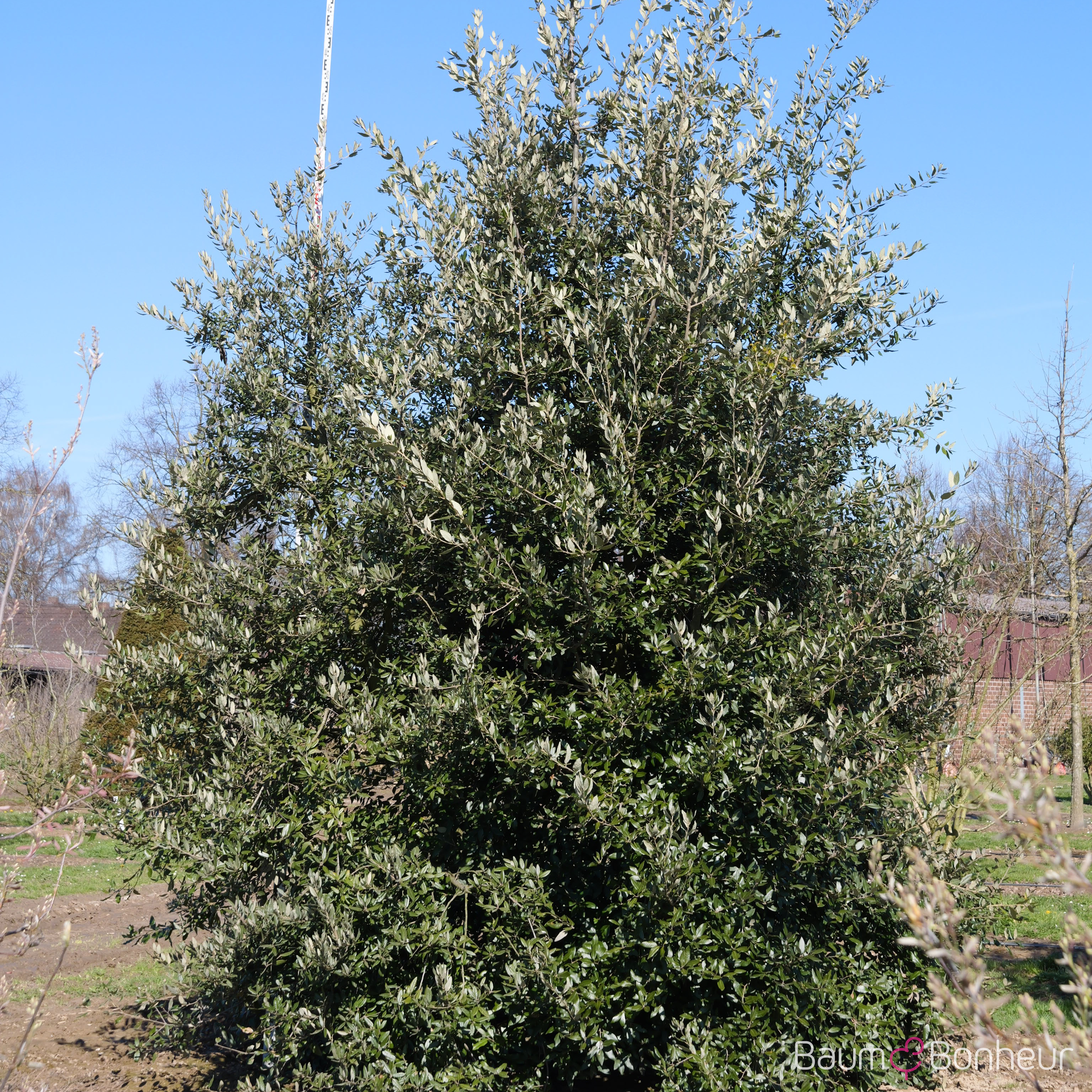 Quercus ilex