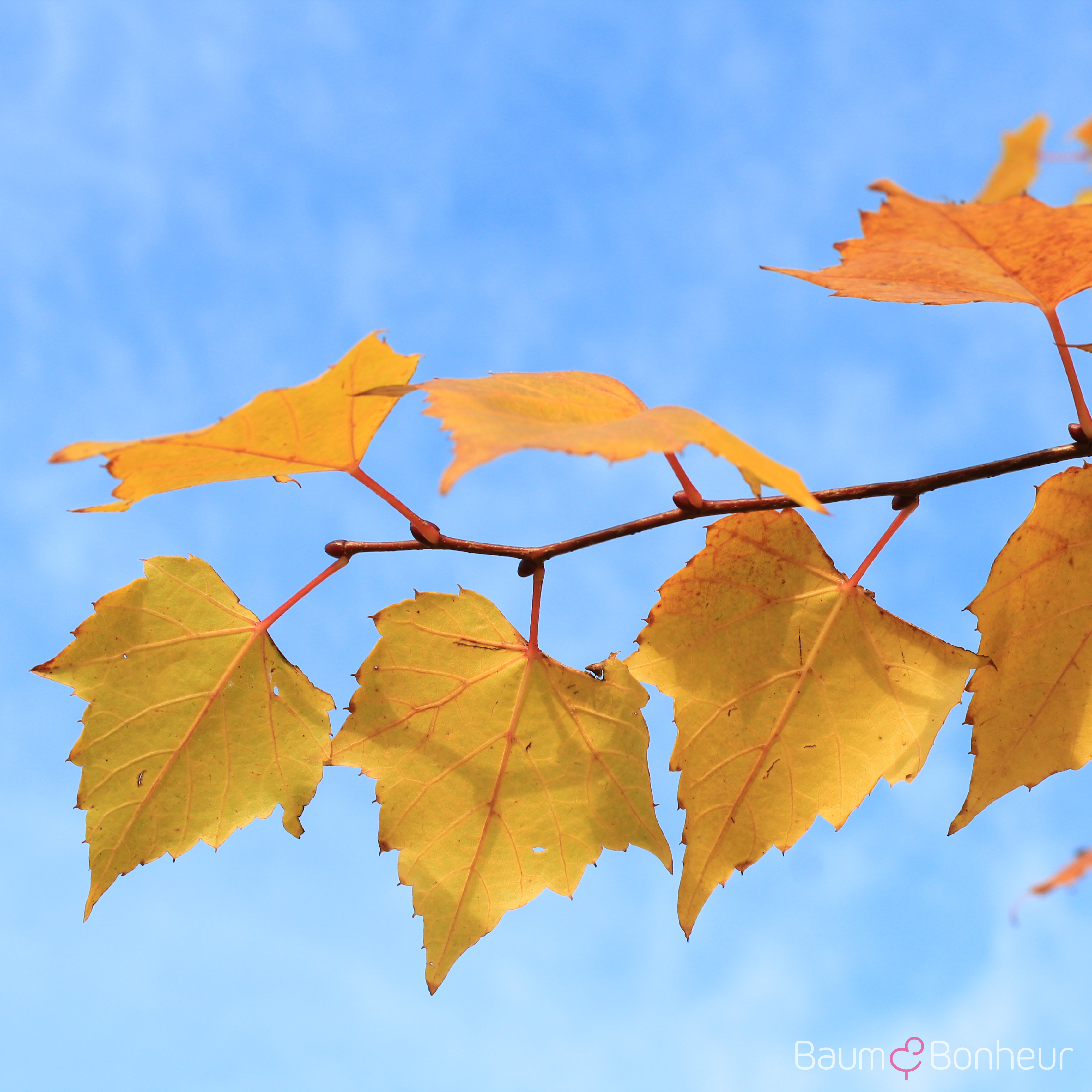 Tilia mongolica