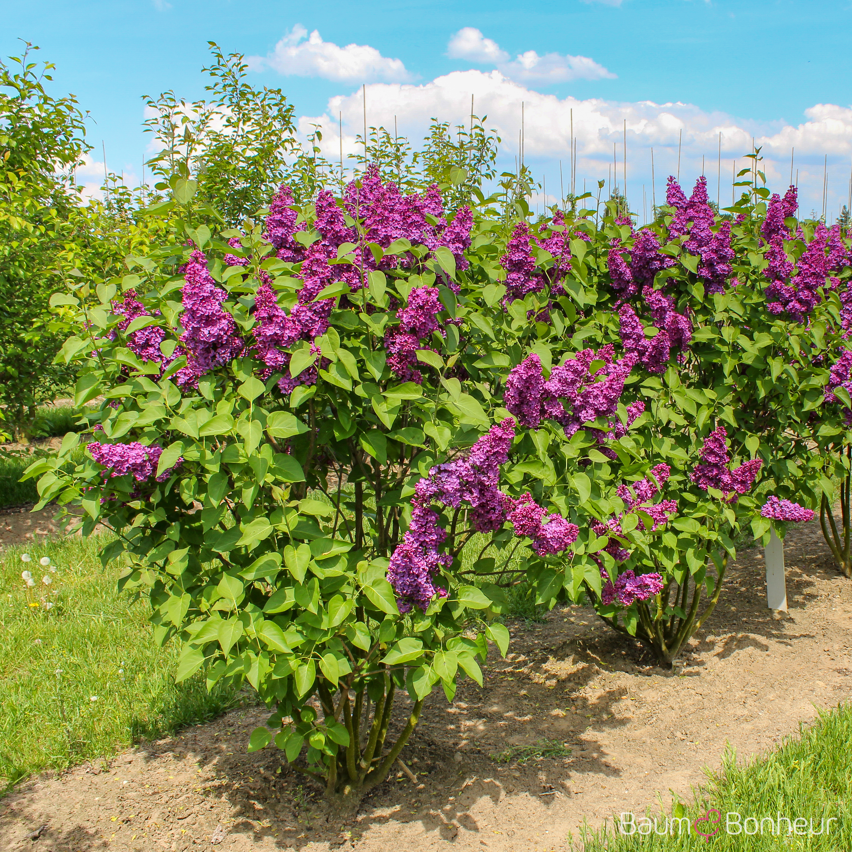 Syringa vulgaris 'Andenken an Ludwig Späth'