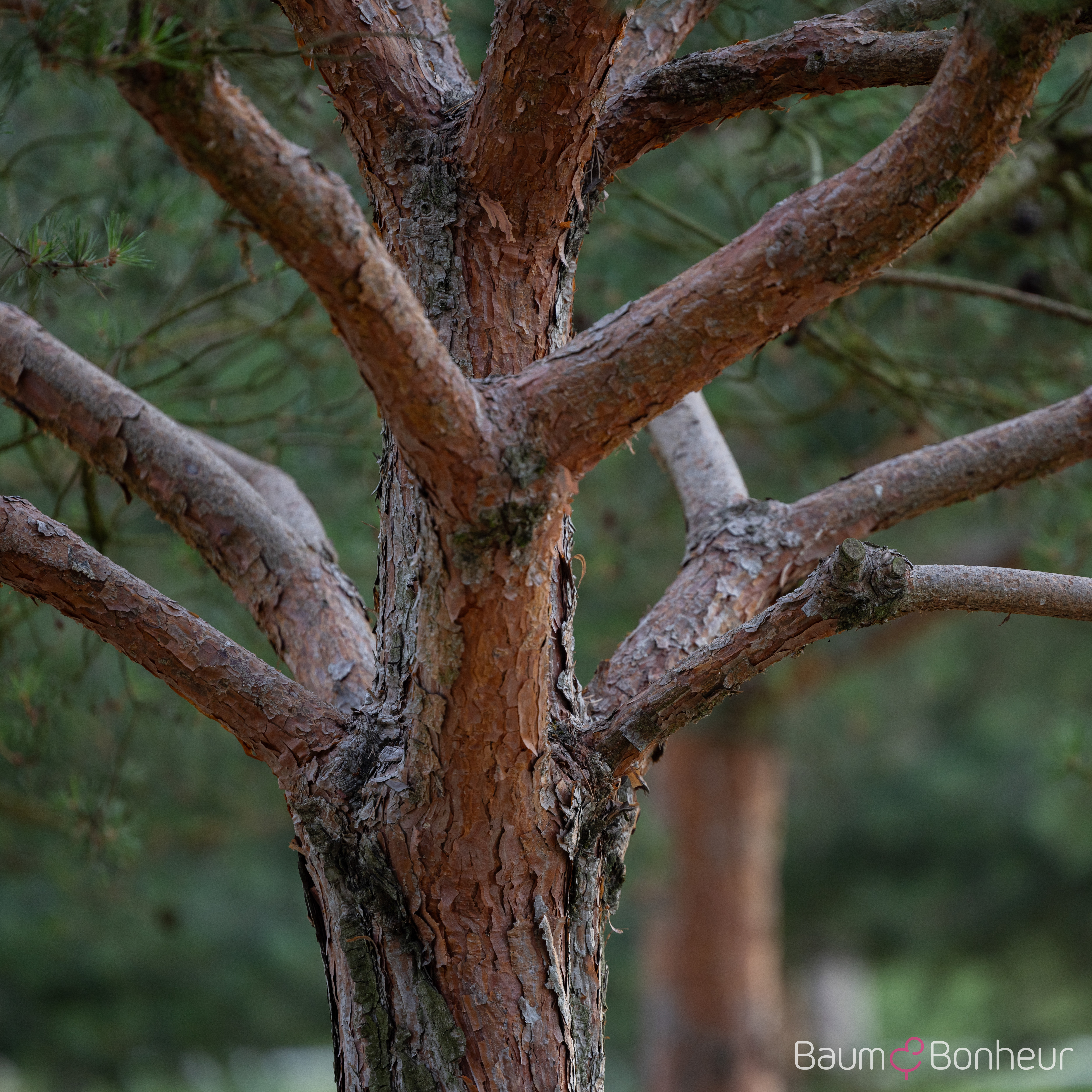Pinus sylvestris