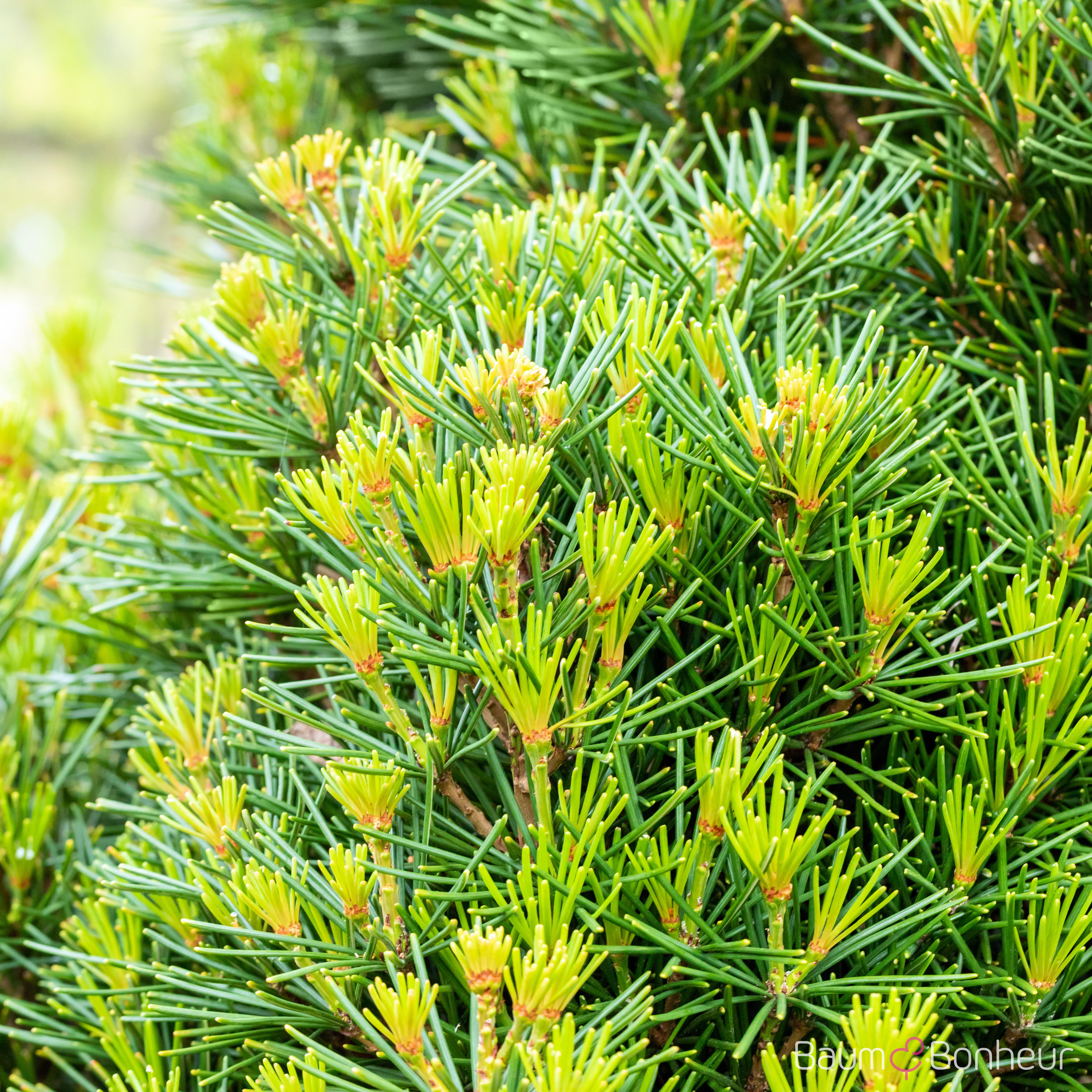 Sciadopitys verticillata