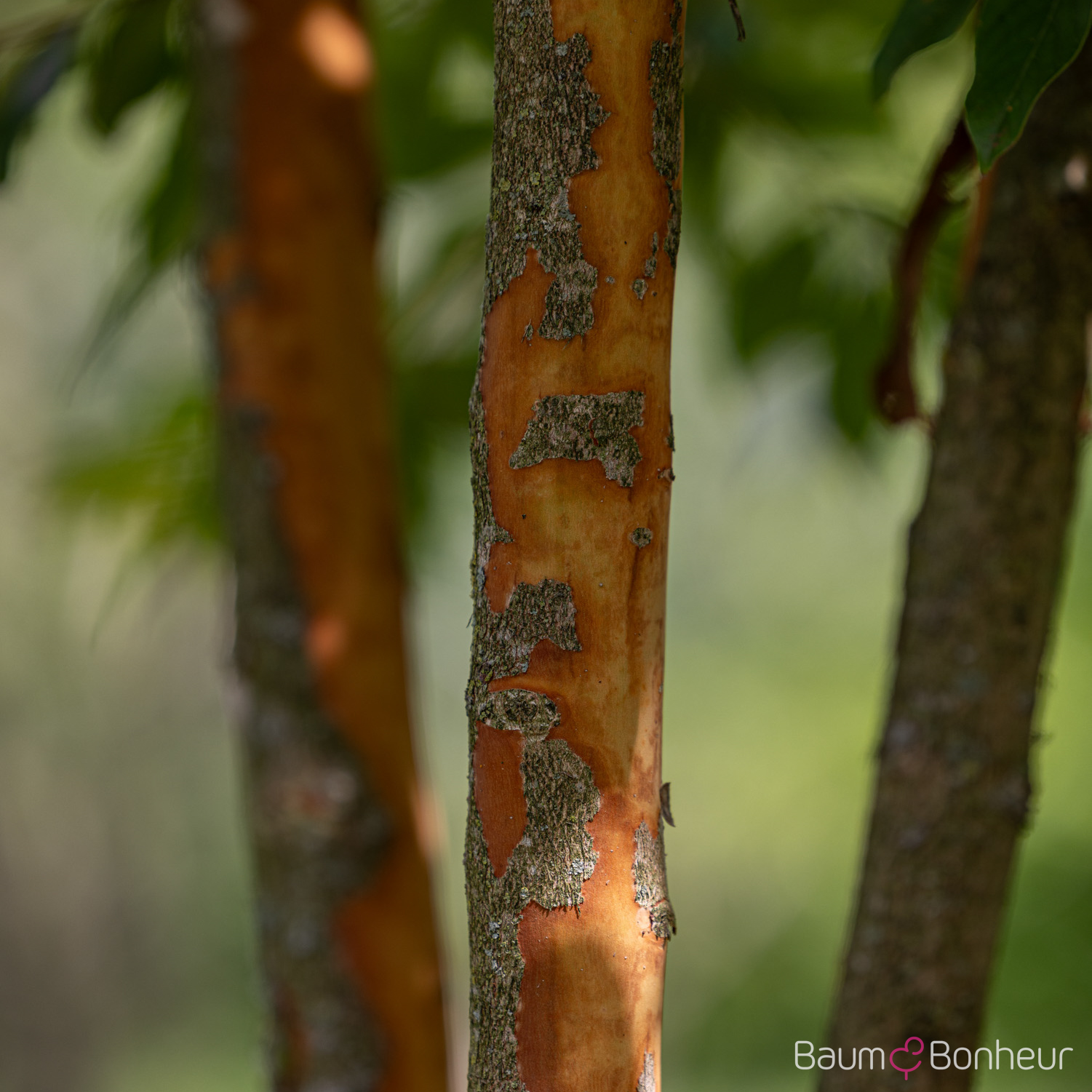 Lagerstroemia indica 'Natchez'